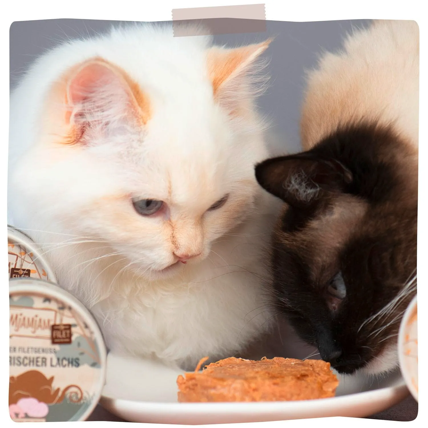 MjAMjAM - Cibo umido premium per gatti - Gustoso filetto puro Mixpack, confezione da 9 (9 x 80g), senza cereali con carne extra - immagine 7
