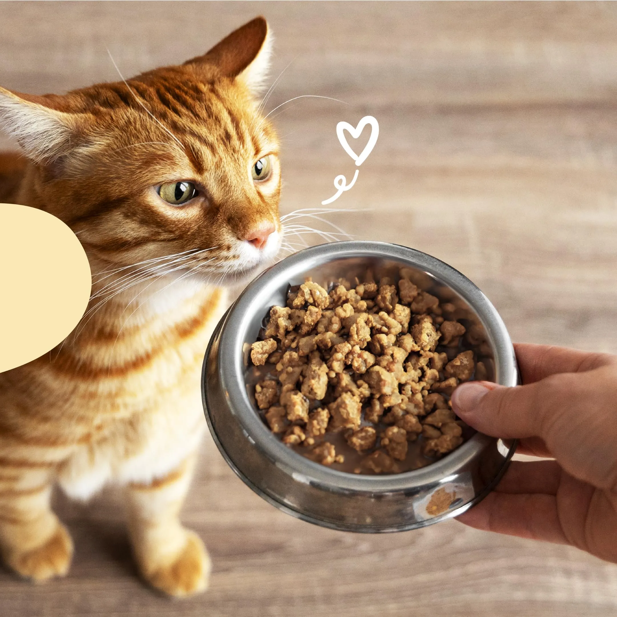 Il Cibo di Beppo Umido Macinato per Gatti Sterilizzati - 12 Lattine da 85g - Alimento Completo di Alta Qualità (12 lattine da 85g, Paté - Pesce e Zucca) - immagine 9
