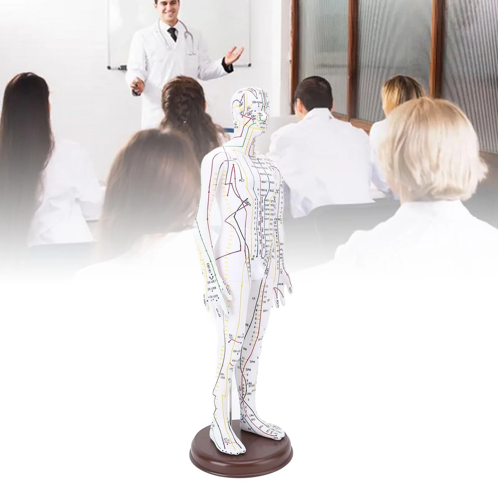 Modello di Agopuntura, Modello di Agopuntura del Corpo Umano Alta Definizione per l'insegnamento degli Studenti - immagine 2