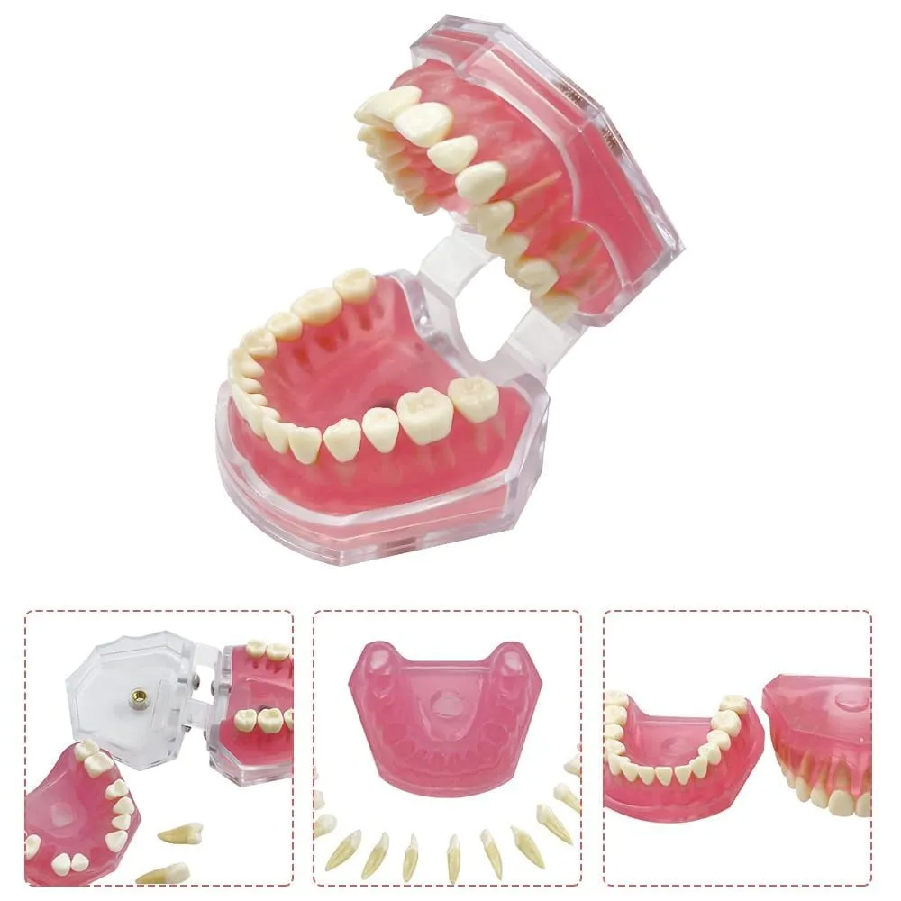 UIGJIOG Modello Dentistico,Dental Dimostrazione Standard Modello Denti Dentali Strumento Studio Gengive Soft modalità Dentale con 28 Denti Rimovibili - immagine 2
