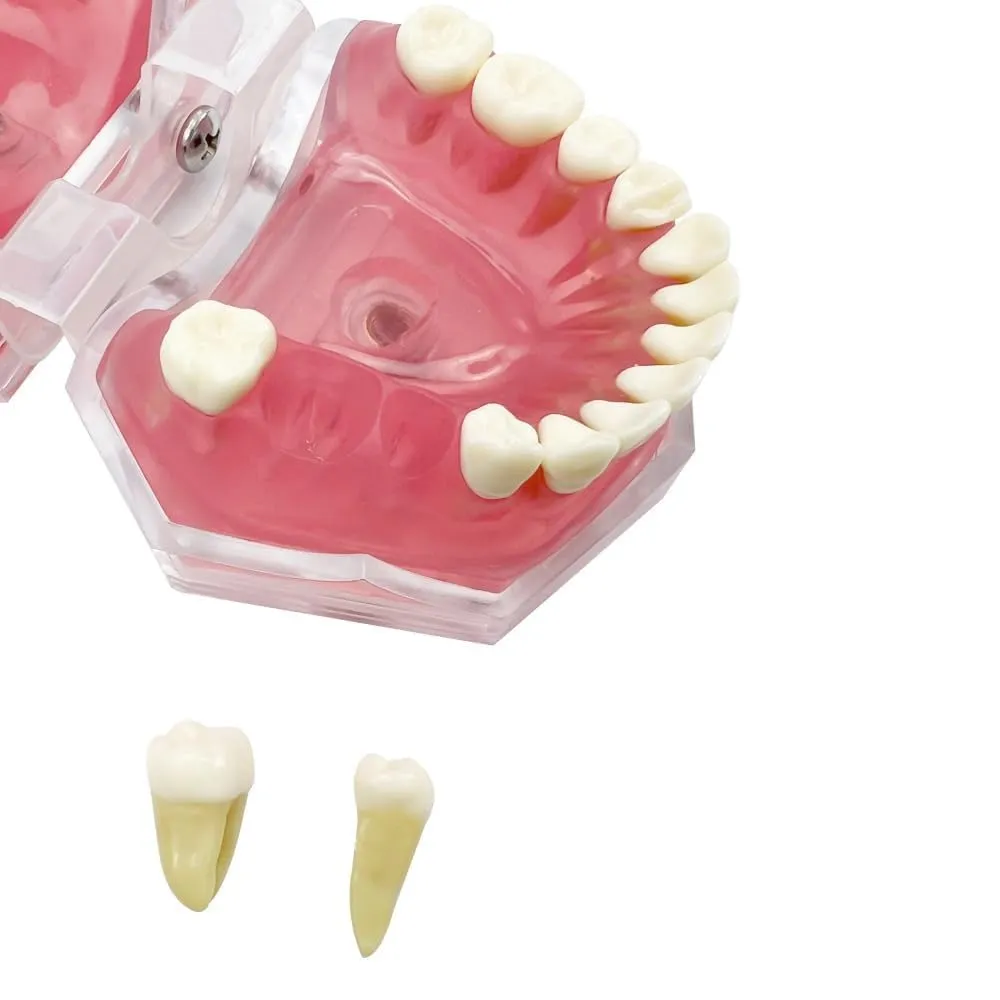 UIGJIOG Modello Dentistico,Dental Dimostrazione Standard Modello Denti Dentali Strumento Studio Gengive Soft modalità Dentale con 28 Denti Rimovibili - immagine 3