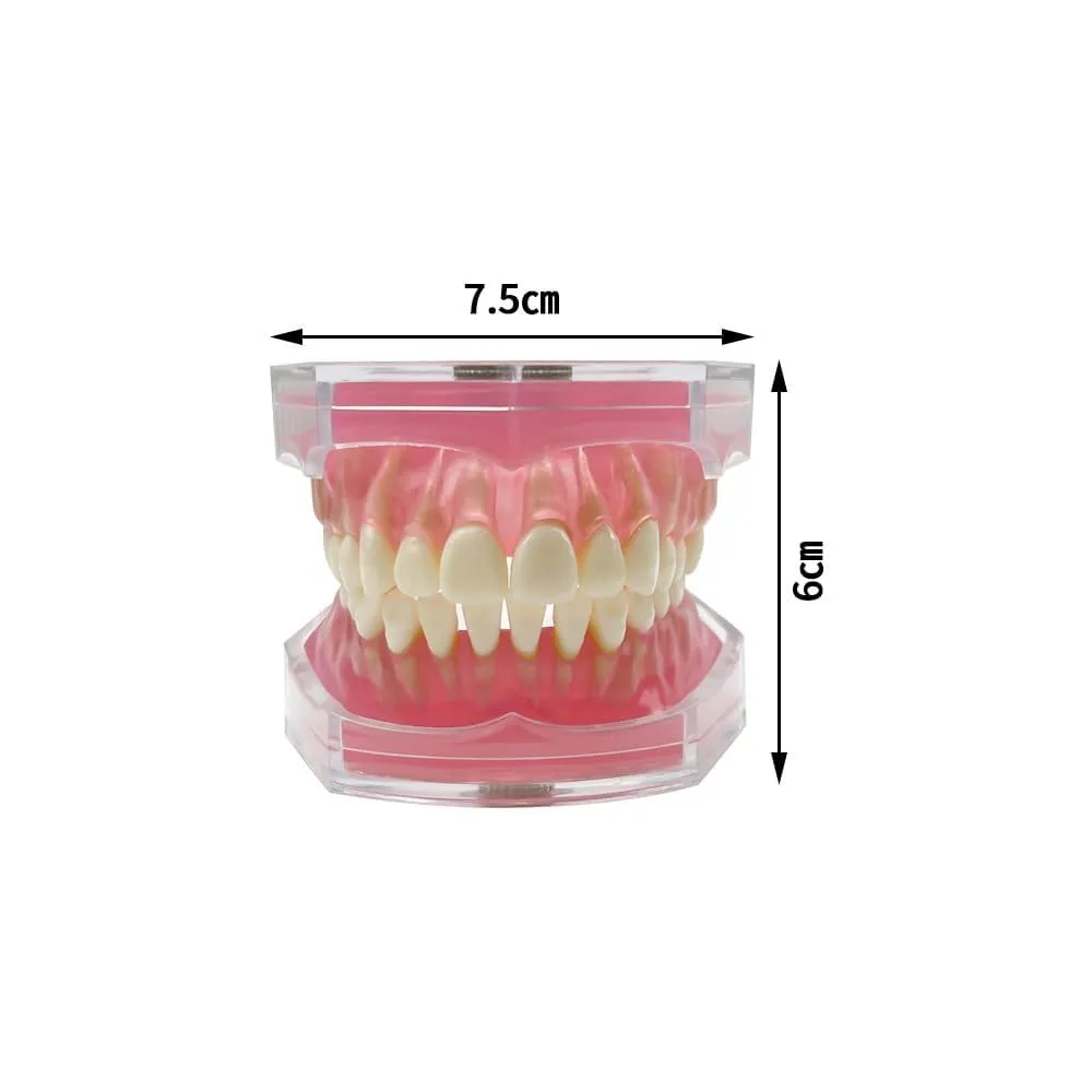 UIGJIOG Modello Dentistico,Dental Dimostrazione Standard Modello Denti Dentali Strumento Studio Gengive Soft modalità Dentale con 28 Denti Rimovibili - immagine 5
