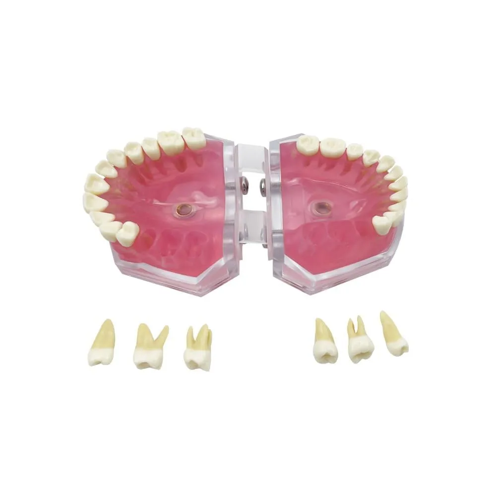 UIGJIOG Modello Dentistico,Dental Dimostrazione Standard Modello Denti Dentali Strumento Studio Gengive Soft modalità Dentale con 28 Denti Rimovibili - immagine 6