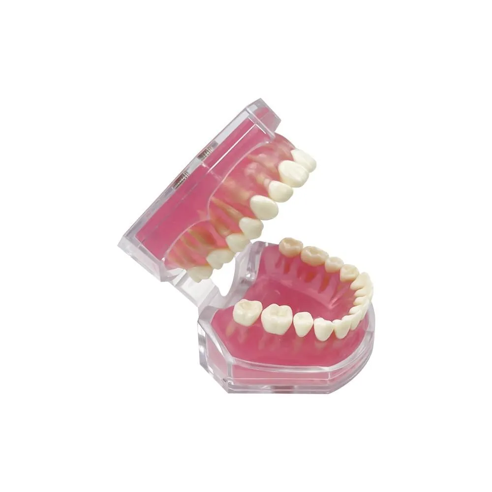 UIGJIOG Modello Dentistico,Dental Dimostrazione Standard Modello Denti Dentali Strumento Studio Gengive Soft modalità Dentale con 28 Denti Rimovibili - immagine 7