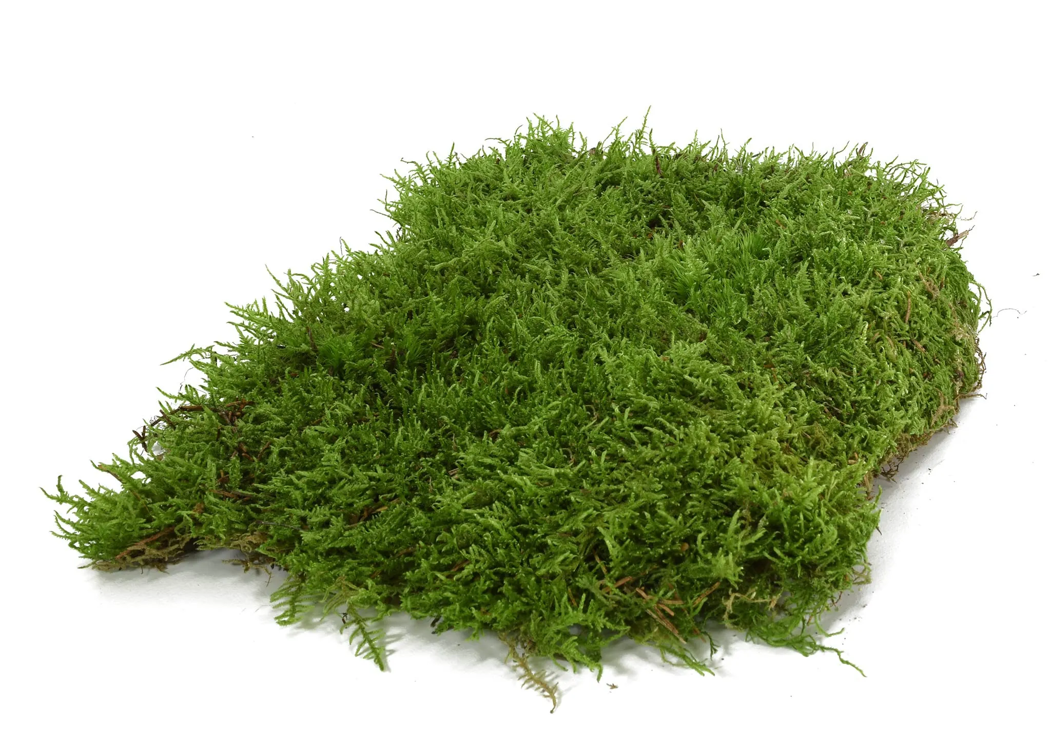 Moos Design | Muschio per terrario per rettili e Anfibi | Ideale per terrari bioattivi | Substrato per terrario, Muschio Naturale per Fondo - immagine 1