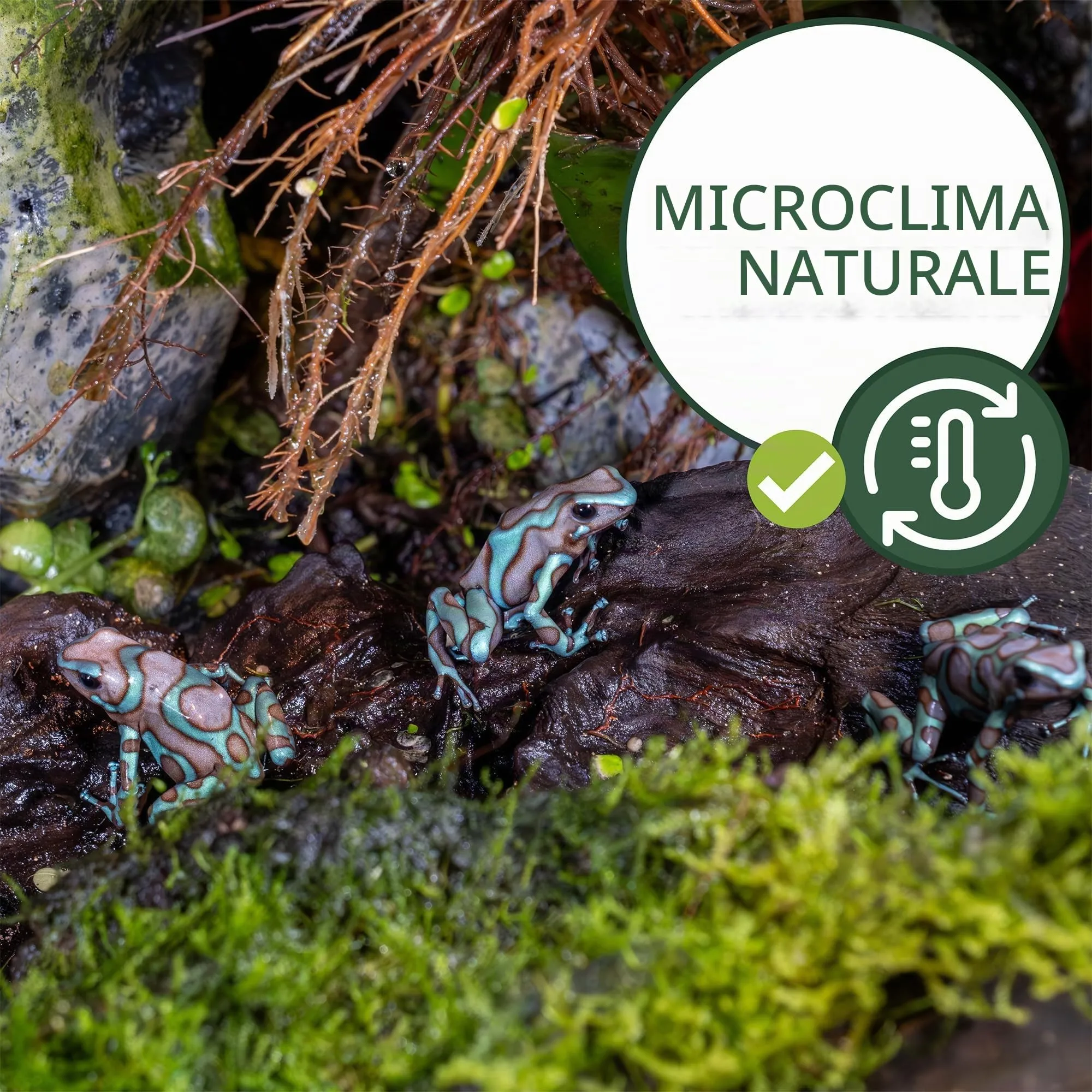 Moos Design | Muschio per terrario per rettili e Anfibi | Ideale per terrari bioattivi | Substrato per terrario, Muschio Naturale per Fondo - immagine 3