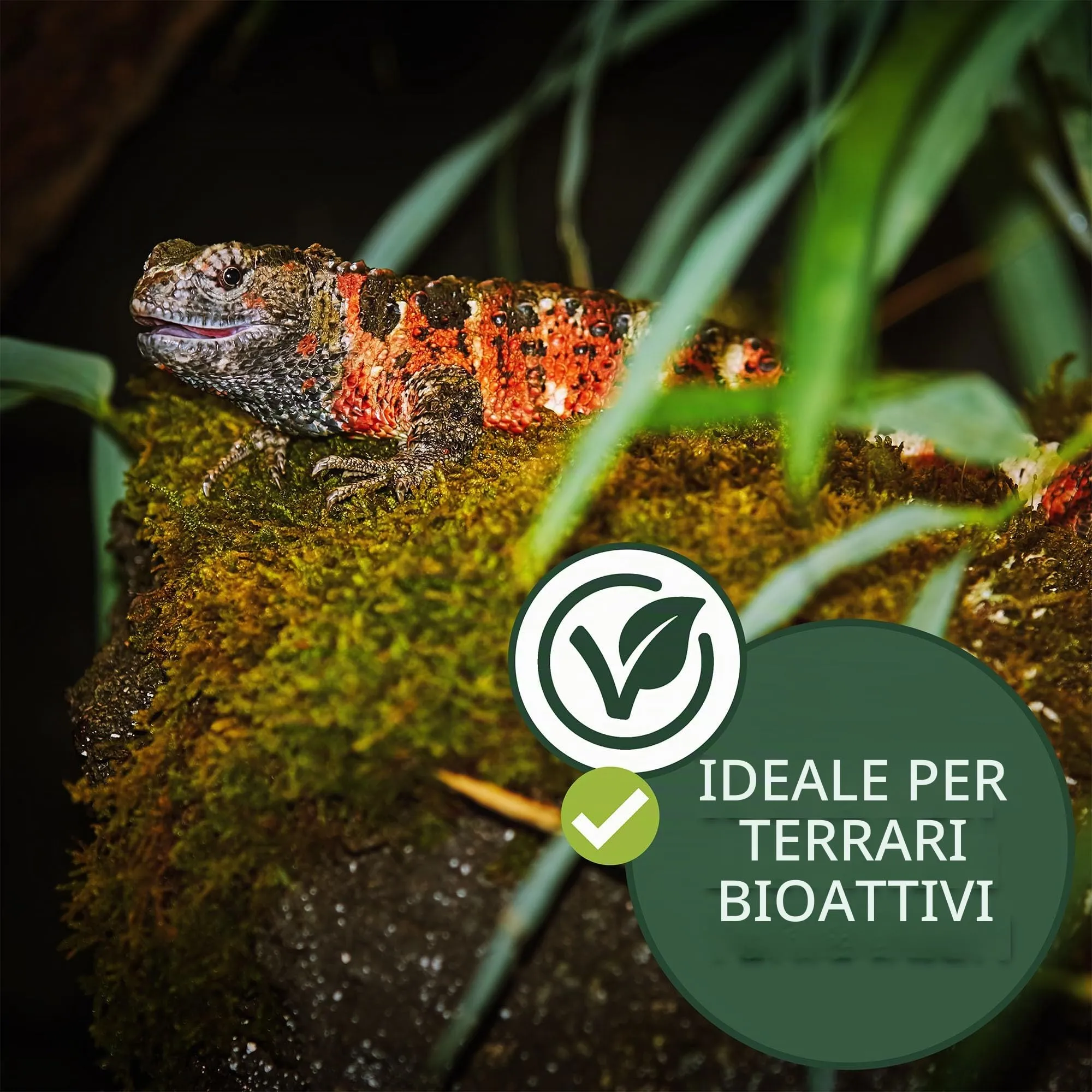 Moos Design | Muschio per terrario per rettili e Anfibi | Ideale per terrari bioattivi | Substrato per terrario, Muschio Naturale per Fondo - immagine 4