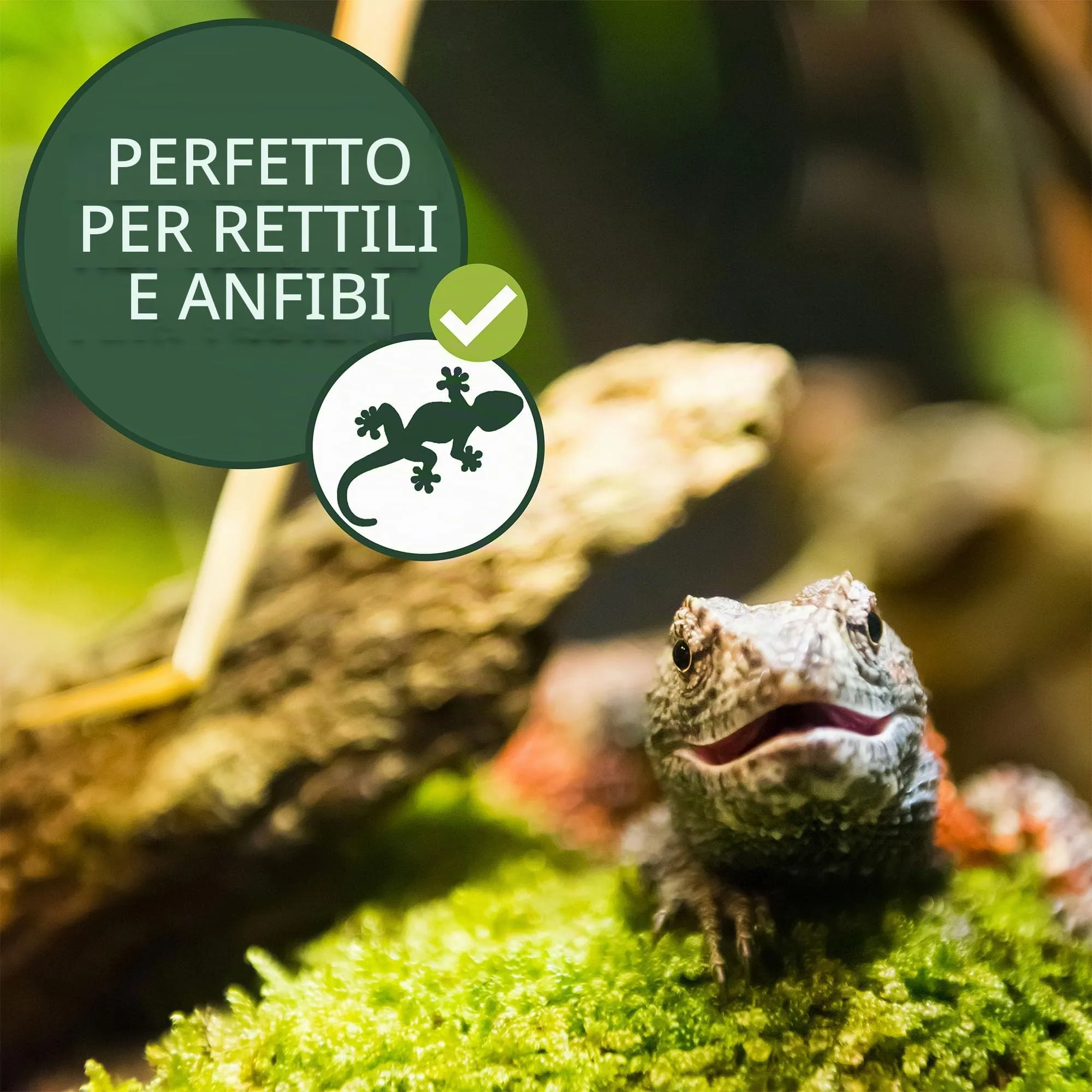 Moos Design | Muschio per terrario per rettili e Anfibi | Ideale per terrari bioattivi | Substrato per terrario, Muschio Naturale per Fondo - immagine 5