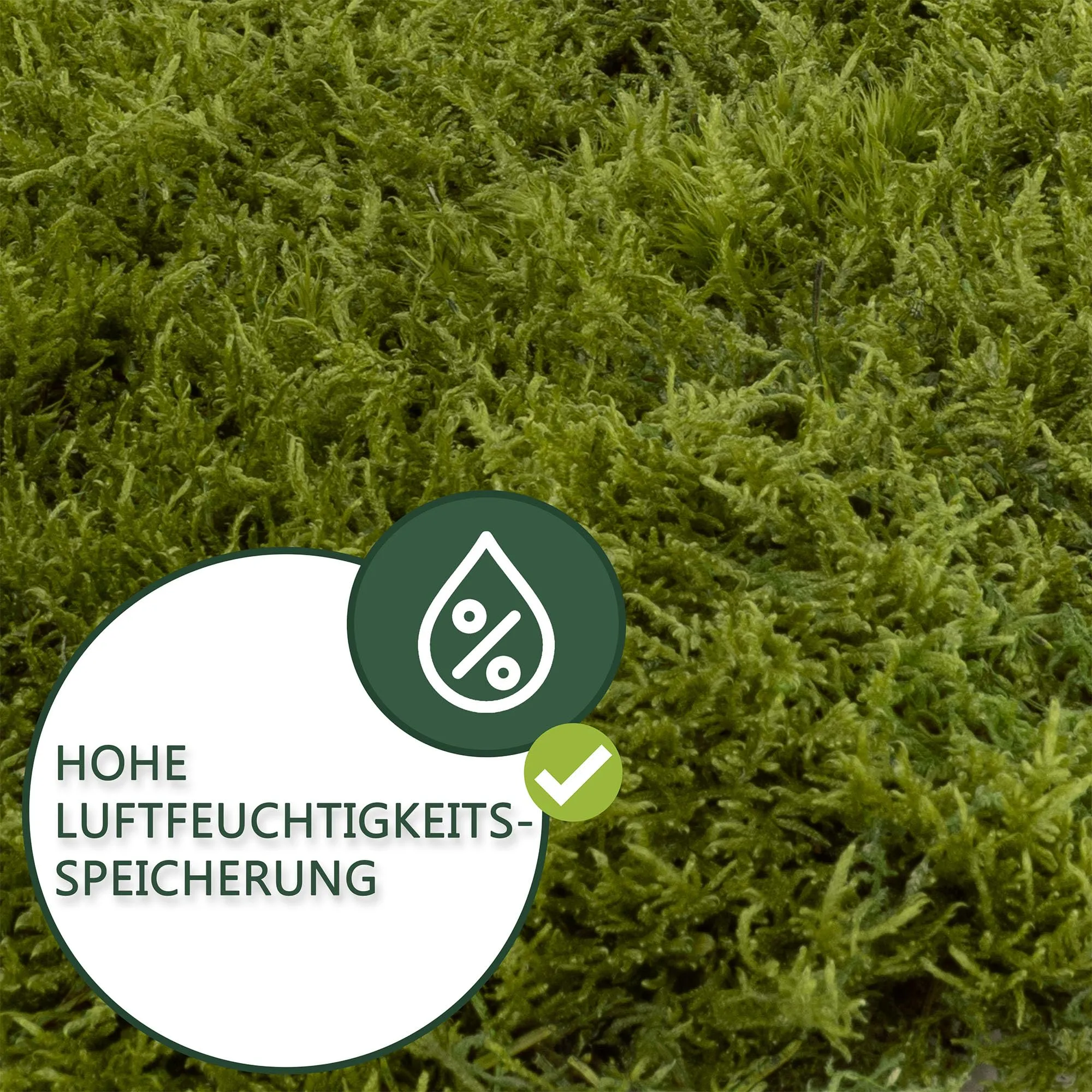 Moos Design | Muschio per terrario per rettili e Anfibi | Ideale per terrari bioattivi | Substrato per terrario, Muschio Naturale per Fondo - immagine 6