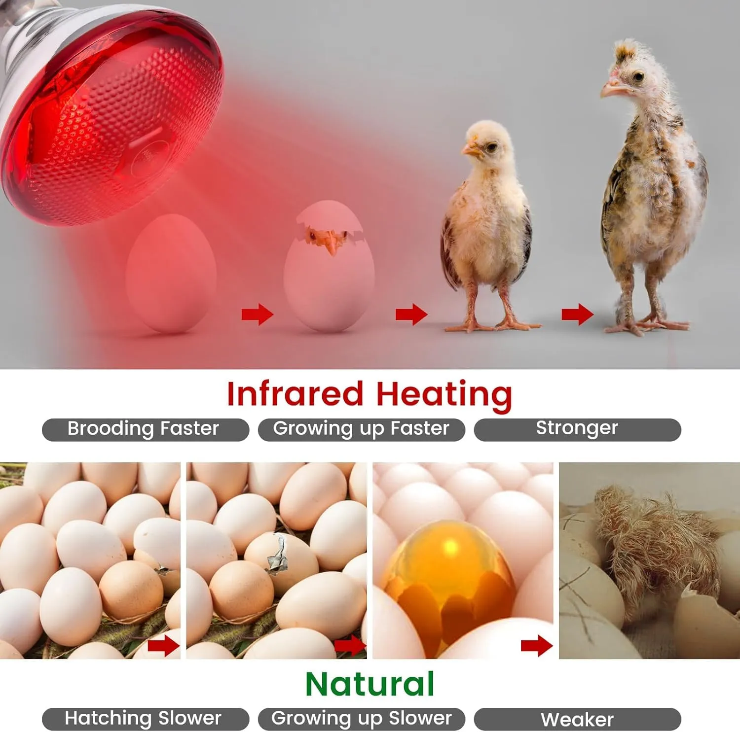 Frogetu Lampada Infrarossi Riscaldante, 250W Reptile Lampada Riscaldantes, E27 Lampadina Riscaldante, Lampadas per Tartarughe di Terra, Reptile Heating Bulbs per Polli, Maiali, Tartarughe, Lucertole - immagine 3