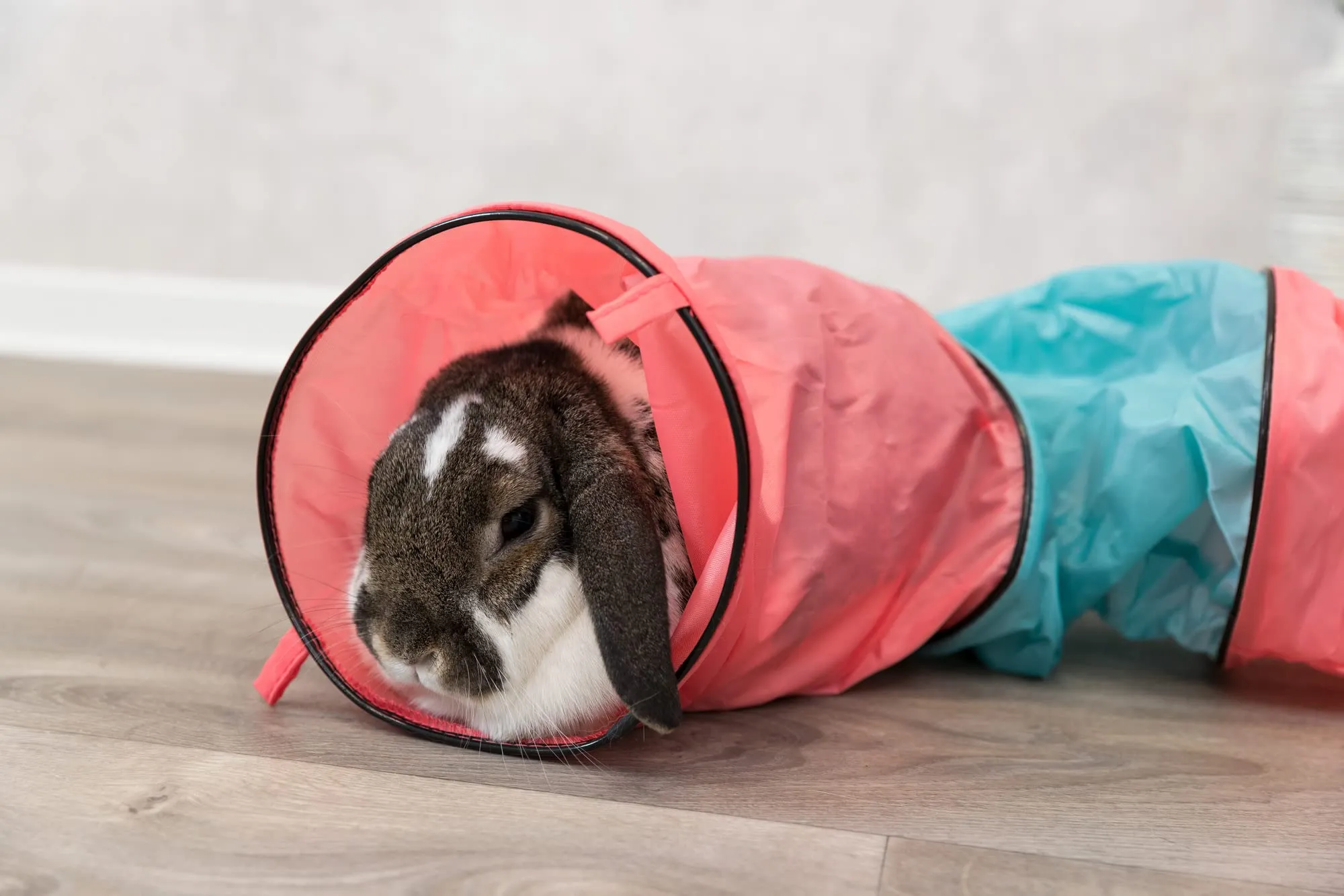 TRIXIE 6277 - Tunnel Giocattolo per Conigli, ø 18 × 130 cm, Colore: Antracite/Verde - immagine 10