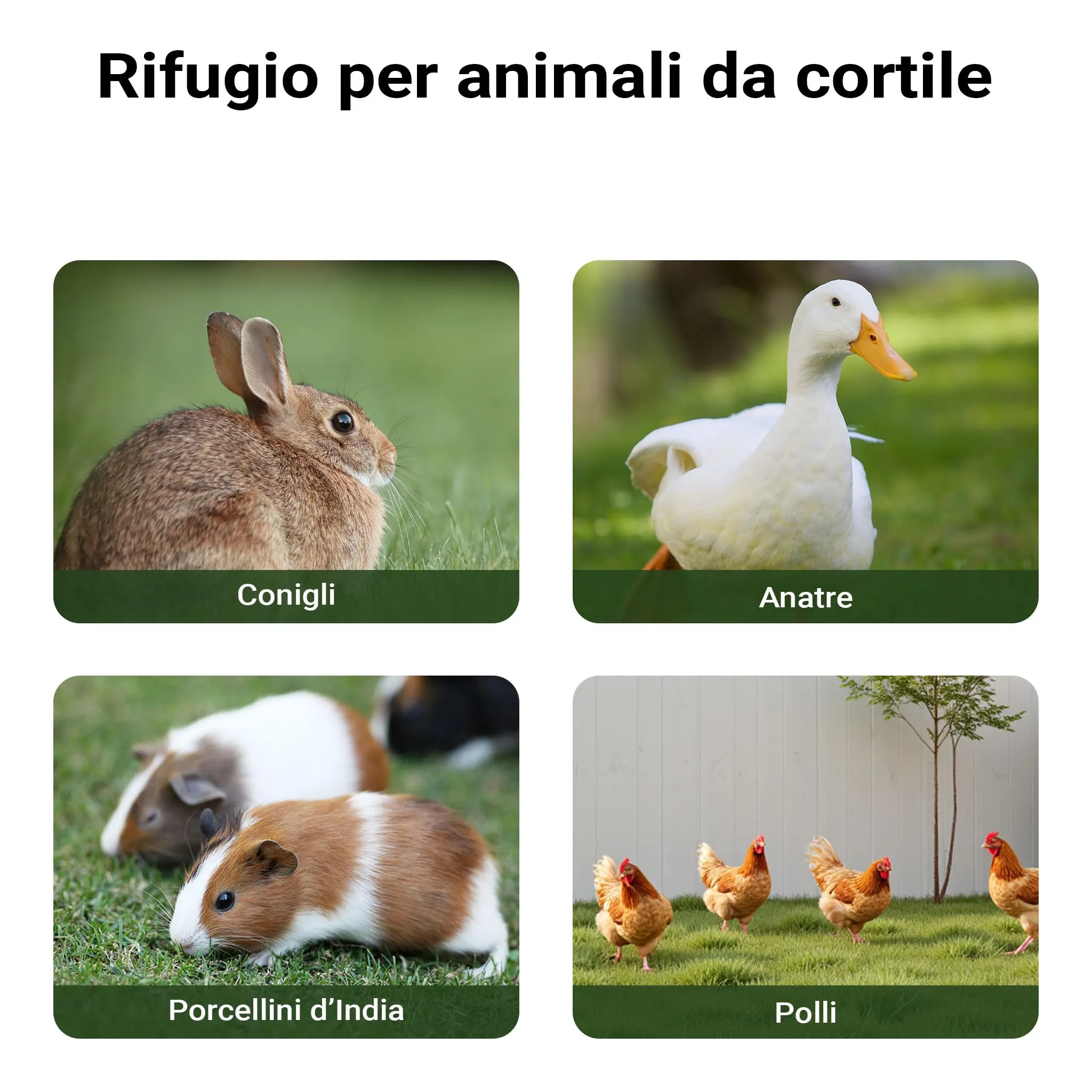 Pollaio e Conigliera in legno con spazio esterno recintato, legno di abete - immagine 8