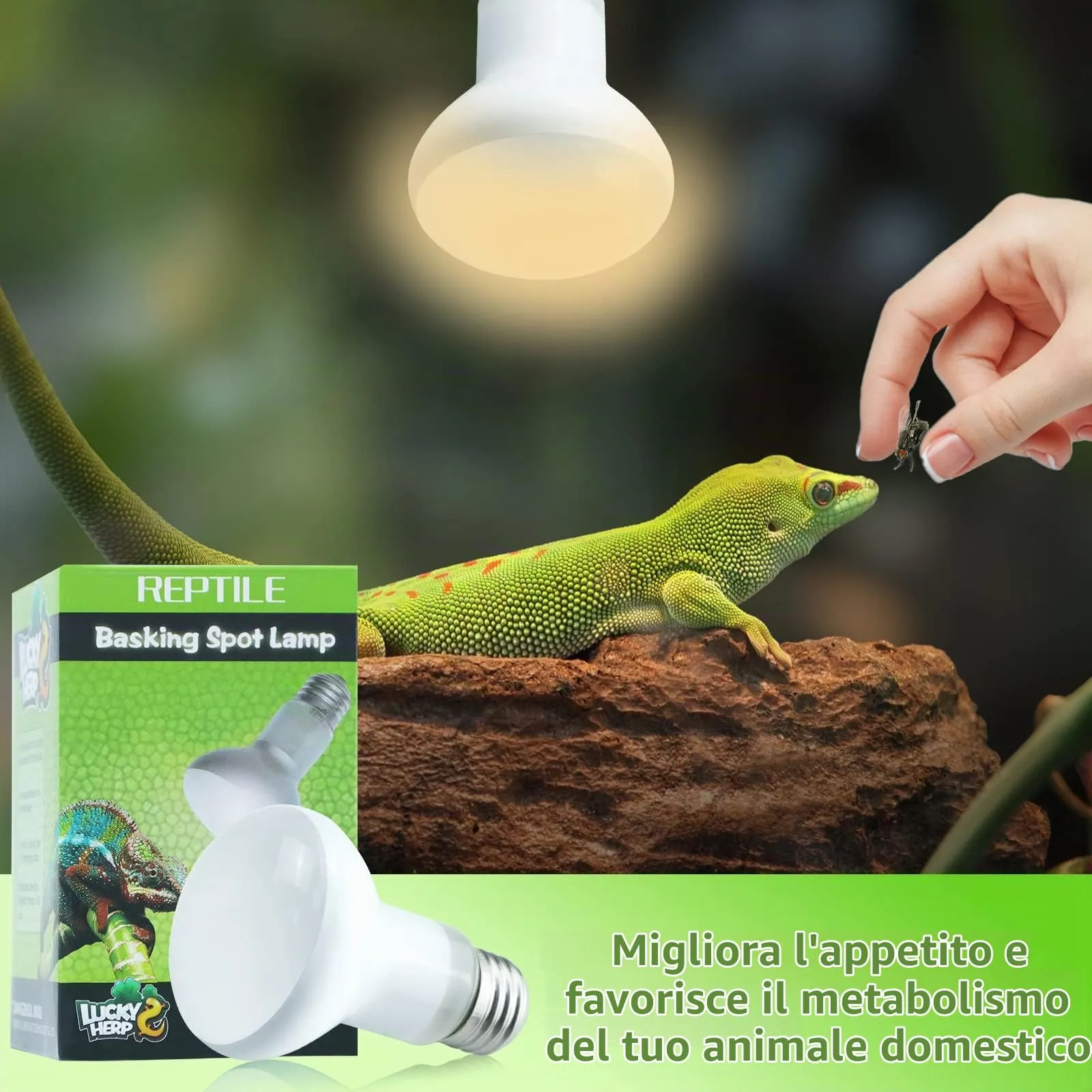 LUCKY HERP Confezione da 2 lampade da terrario da 50 W per rettili, lampada da sole anfibi, luce diurna, per tartarughe, barba, lucertola - immagine 4