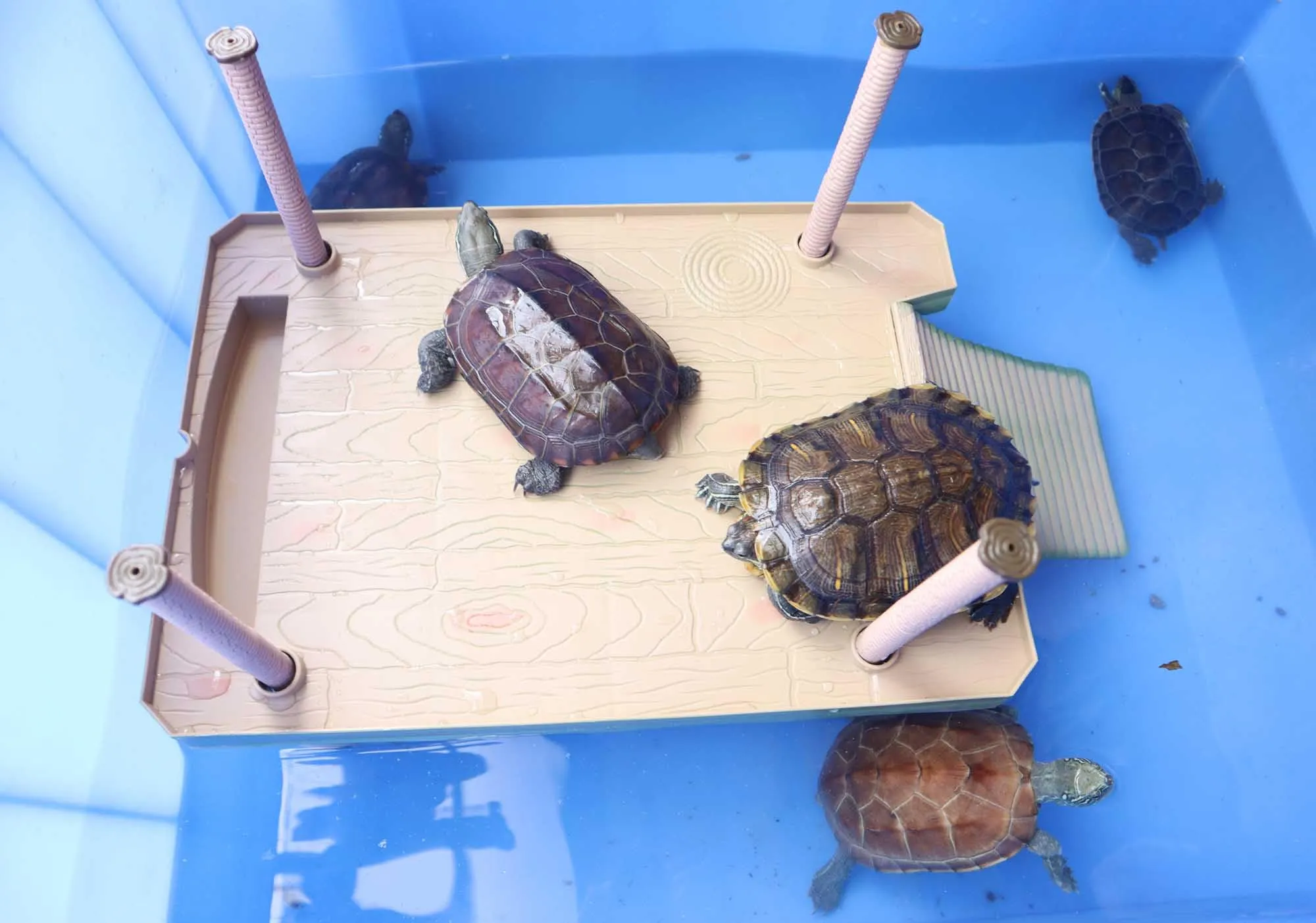 QeeHeng Piattaforma Galleggiante per Tartarughe, Piattaforma Galleggiante per Crogiolarsi, Piattaforma per Crogiolarsi per Tartarughe con Scala, Habitat per Tartarughe, Accessori per Acquari(Grande) - immagine 5