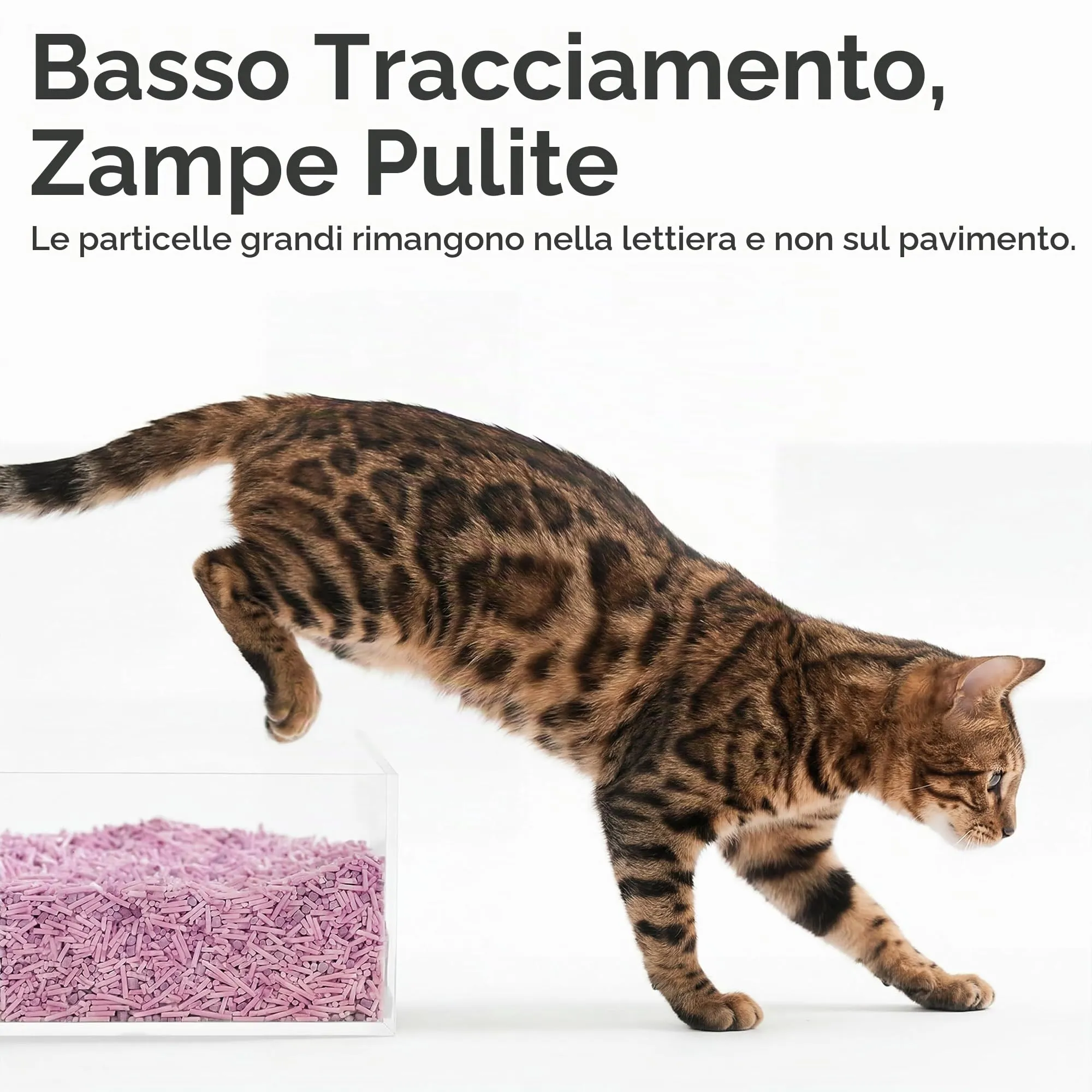 FUKUMARU Lettiera per Gatti al Tofu 10,8/24L, Lettiera Agglomerante Naturale di Mais e Fagioli, Senza Polvere, Biodegradabile, Agglomerazione Rapida,Controllo Odori Efficace,Smaltibile nel WC. - immagine 7