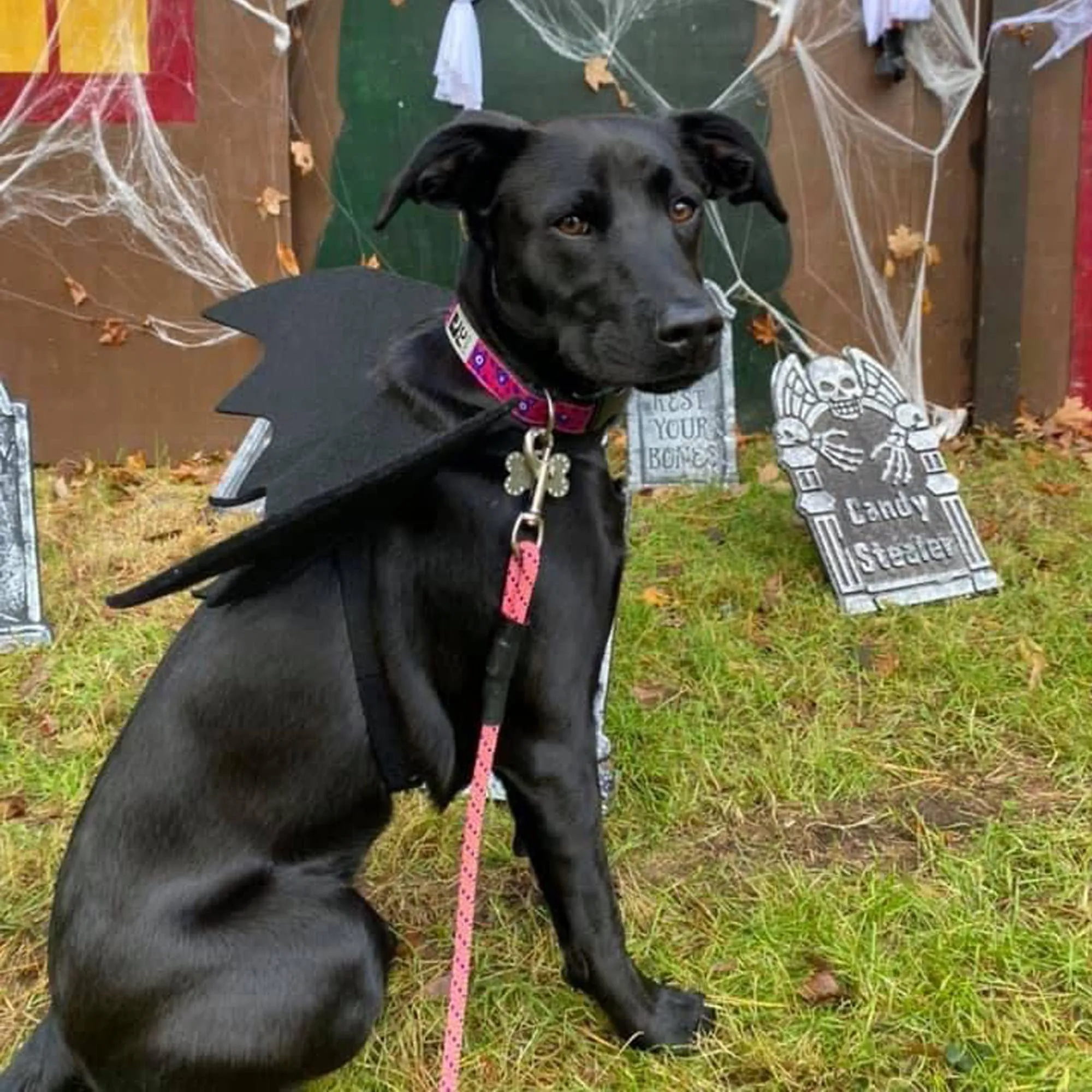 Libnrty Costume Halloween Cane, Costume Calvo Vestito per Cani Grandi e Medii Cosplay - immagine 3