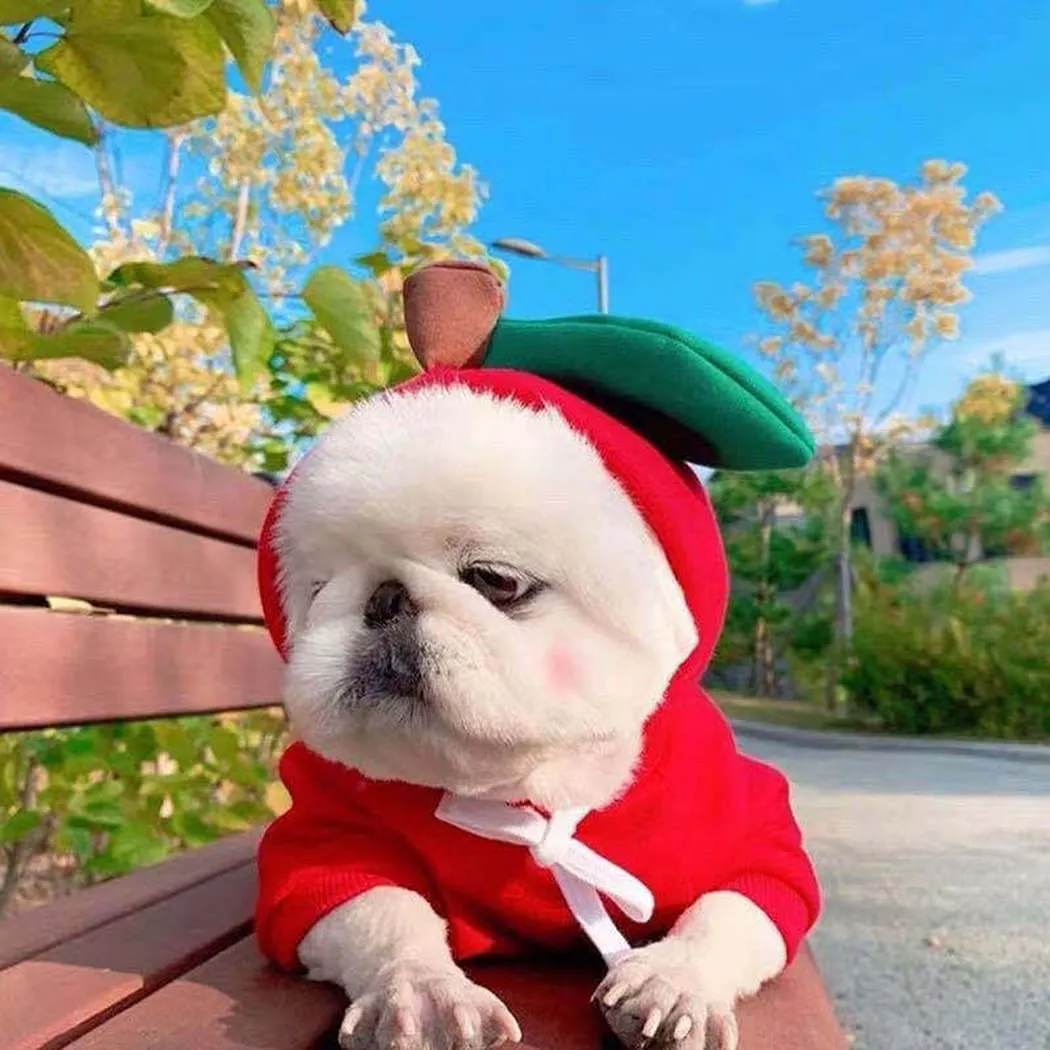 XIAOYU felpa con cappuccio per cuccioli di cane felpe con cappuccio per gatti vestiti per animali domestici felpa con frutta alla moda per cane gatto animali domestici di piccola taglia, mela, M - immagine 4