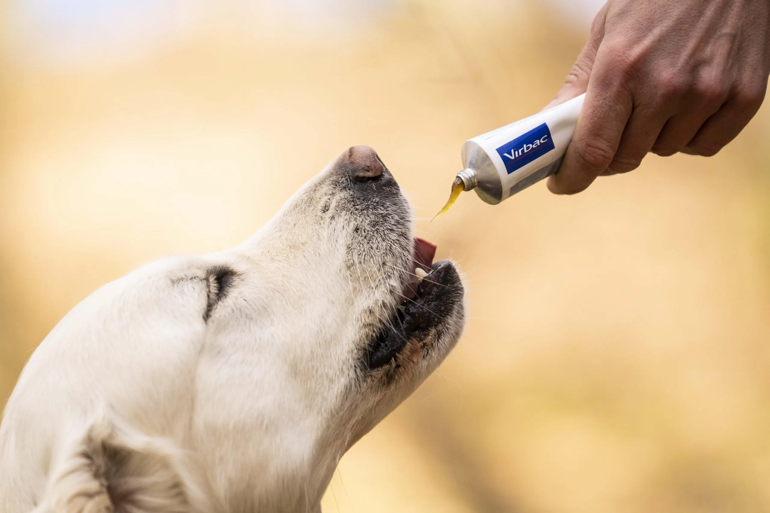 Virbac Nutri-Plus Gel mangime complementare cani e gatti 120 g - immagine 2