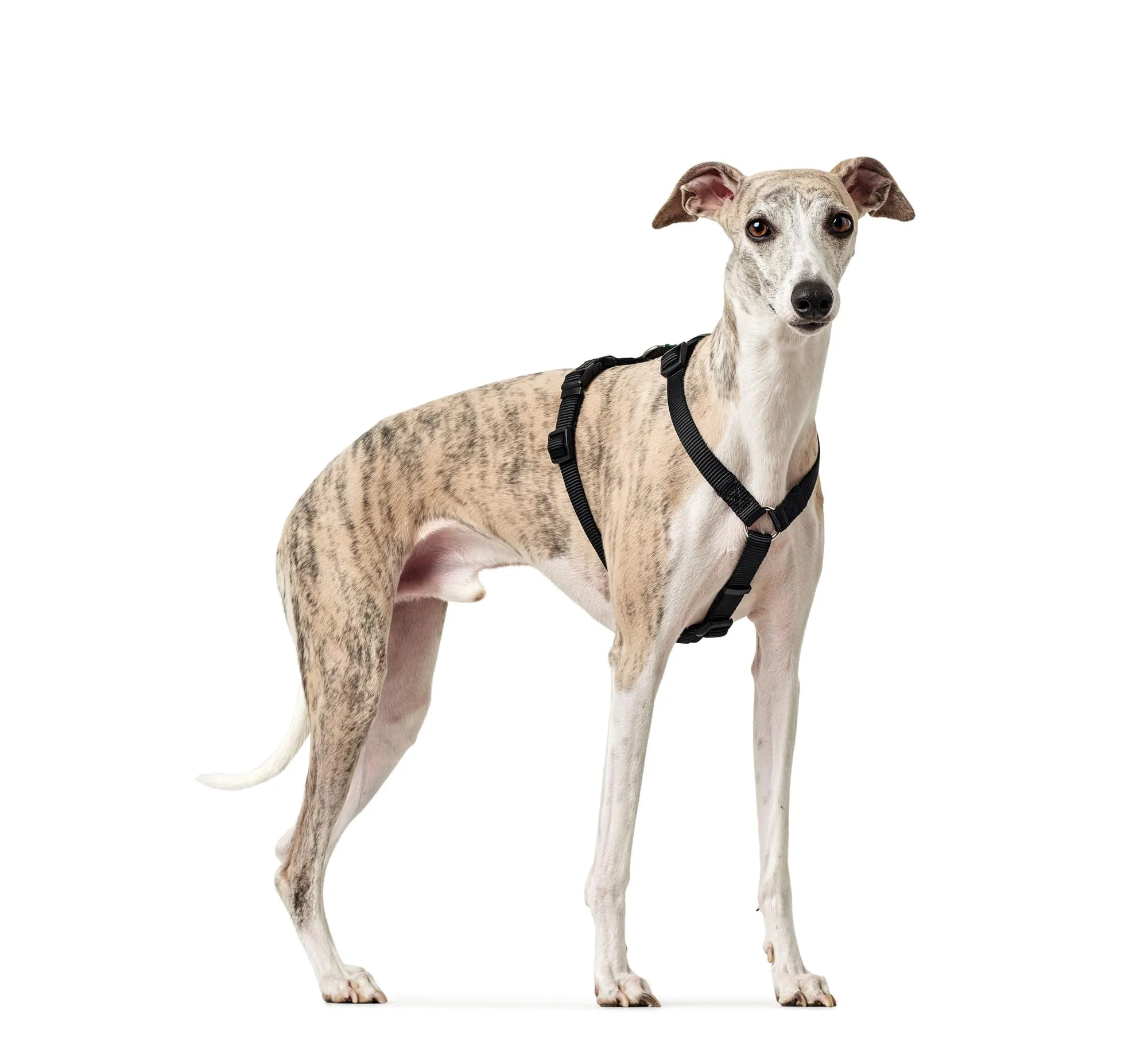 Hunter Vario Rapid - Imbracatura Anti-panico per Cani in Nylon Aderente, Resistente agli Strappi - immagine 10