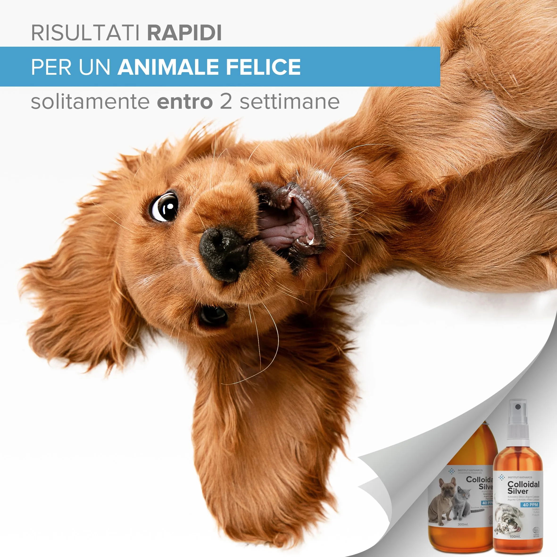 Argento Colloidale 100% Naturale per Animali (Cani, Gatti) Tutto in 1: Cicatrizzante | Disinfettante | Rimedi Antiprurito (Dermatiti, Acari) | Per Pelle, Occhi, Orecchie |Bottiglia & Spray da riempire - immagine 4