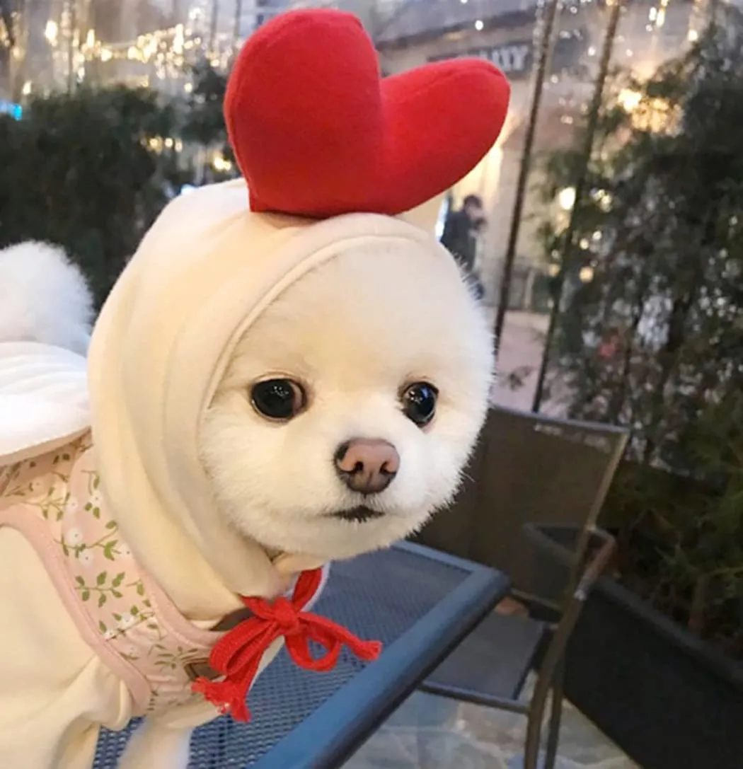 XIAOYU felpa con cappuccio per cuccioli di cane felpe con cappuccio per gatti vestiti per animali domestici felpa con frutta alla moda per cane gatto animali domestici di piccola taglia, amore, M - immagine 4
