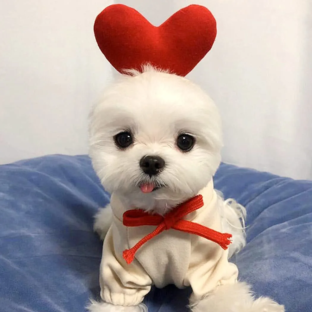 XIAOYU felpa con cappuccio per cuccioli di cane felpe con cappuccio per gatti vestiti per animali domestici felpa con frutta alla moda per cane gatto animali domestici di piccola taglia, amore, XL - immagine 2