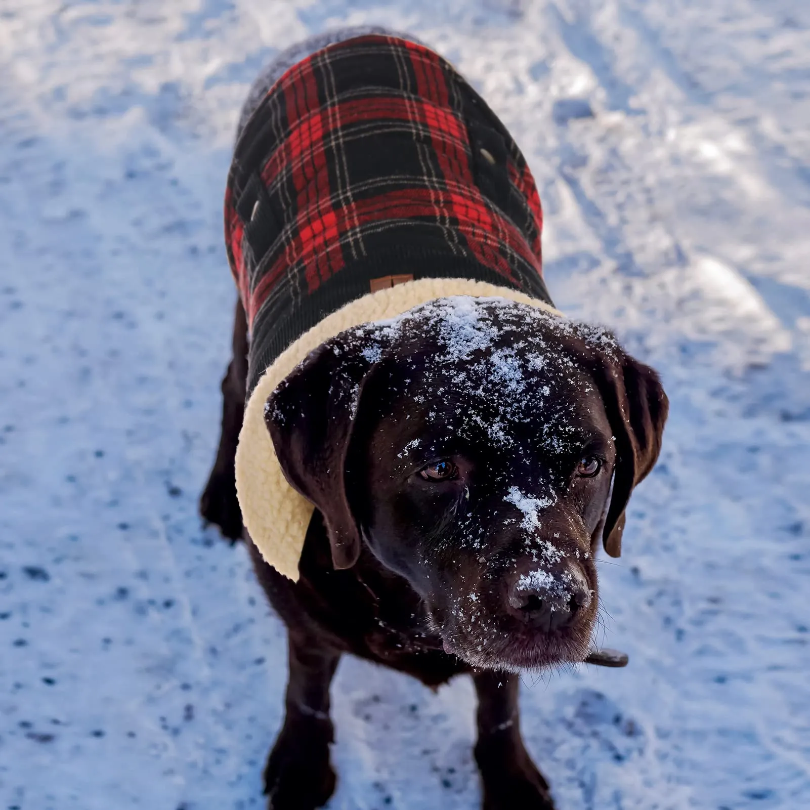 CITÉTOILE Cappotto Invernale per Cani in Lana Spessa Rosso XS - immagine 5