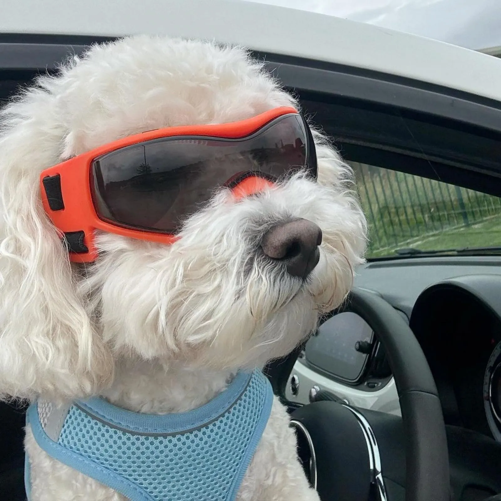 Enjoying Occhiali per Cani di Piccola Taglia con Protezione UV per Cuccioli, Occhiali da Sole Antivento per Animali Domestici, Protezione per Occhi di Pecorino, Arancione - immagine 6