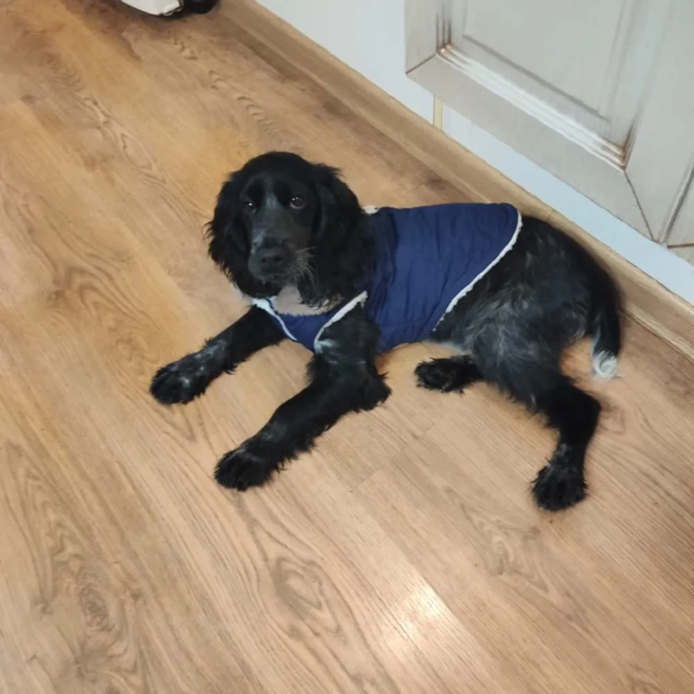 Cappottino invernale per cani foderato in pile, impermeabile, caldo e morbido, con anello a D, per cani di taglia grande, per attività all'aperto (XXL, blu navy) - immagine 9