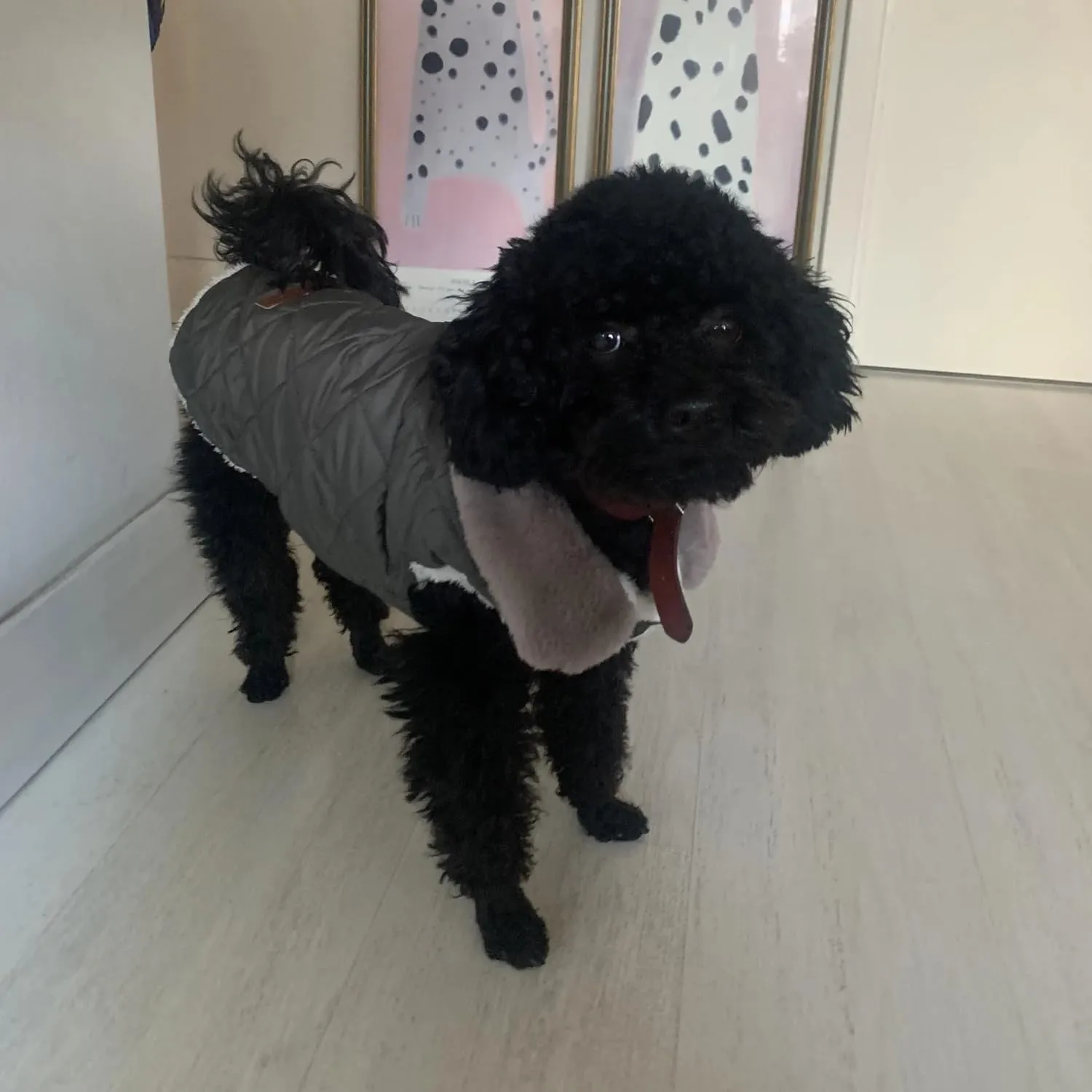 Cappottino invernale per cani foderato in pile, impermeabile e caldo, per cani di taglia piccola, media e grande (M, verde scuro) - immagine 8