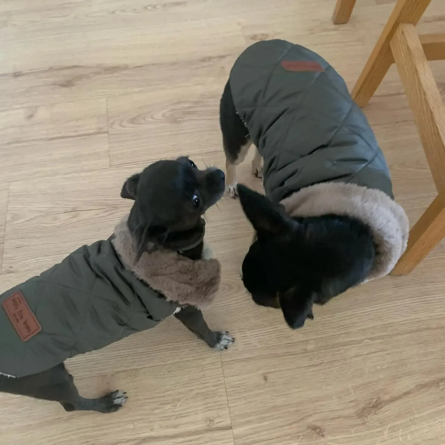 Cappottino invernale per cani foderato in pile, impermeabile e caldo, per cani di taglia piccola, media e grande (M, verde scuro) - immagine 9
