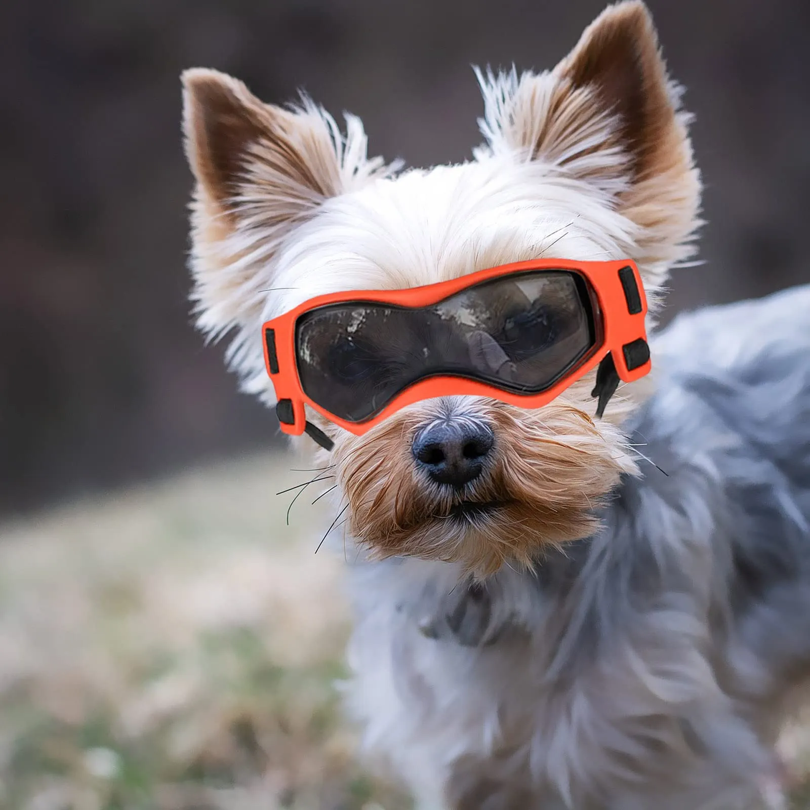 Enjoying Occhiali per Cani Taglia Piccola, Occhiali da Sole per Cucciolo Moto, Gatti Adulti Occhiali Cane, Protezione UV, Regolabile, Cool Arancione - immagine 6