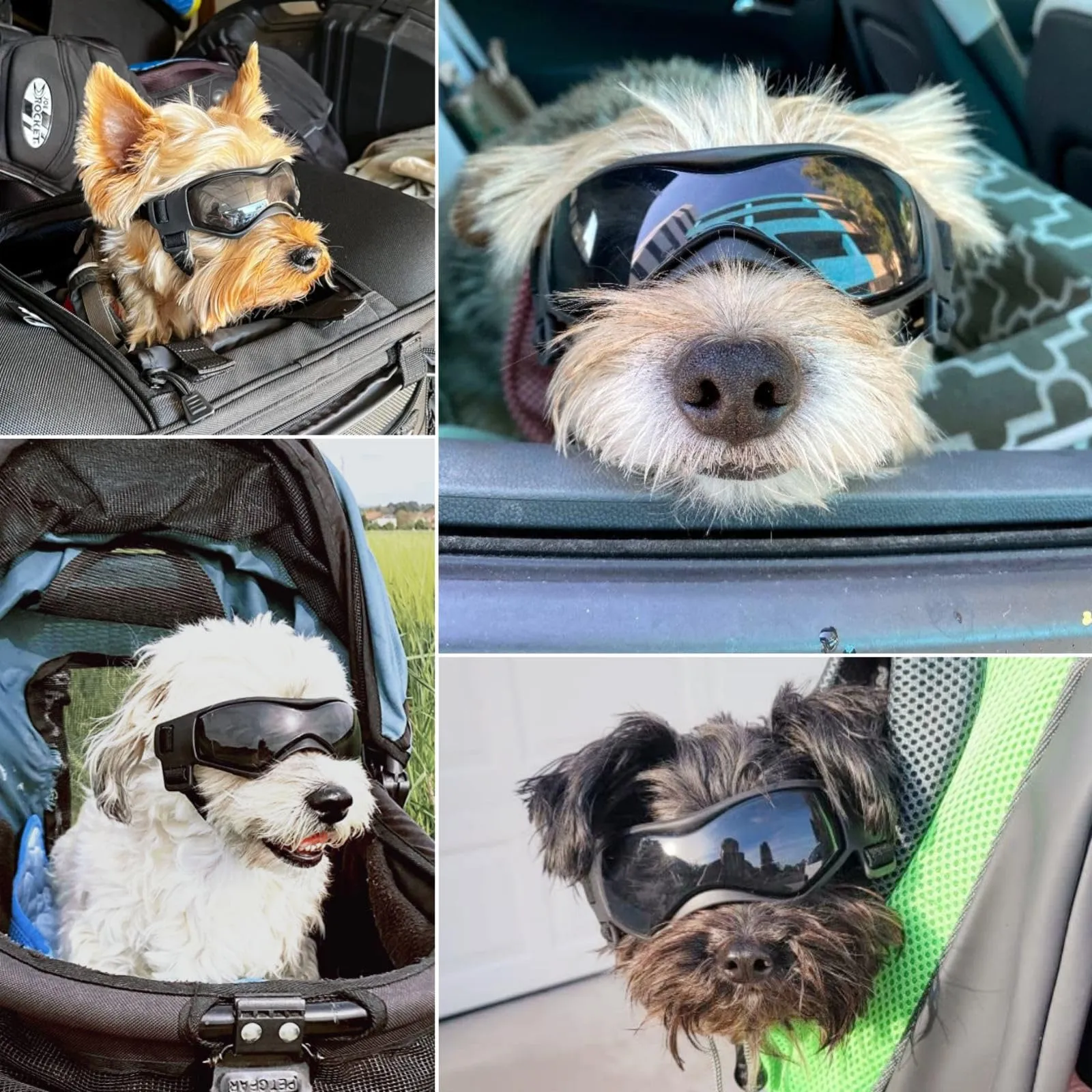 Enjoying Occhiali per Cani Taglia Piccola, Occhiali da Sole per Cucciolo Moto, Gatti Adulti Occhiali Cane, Protezione UV, Regolabile, Cool Nero - immagine 2