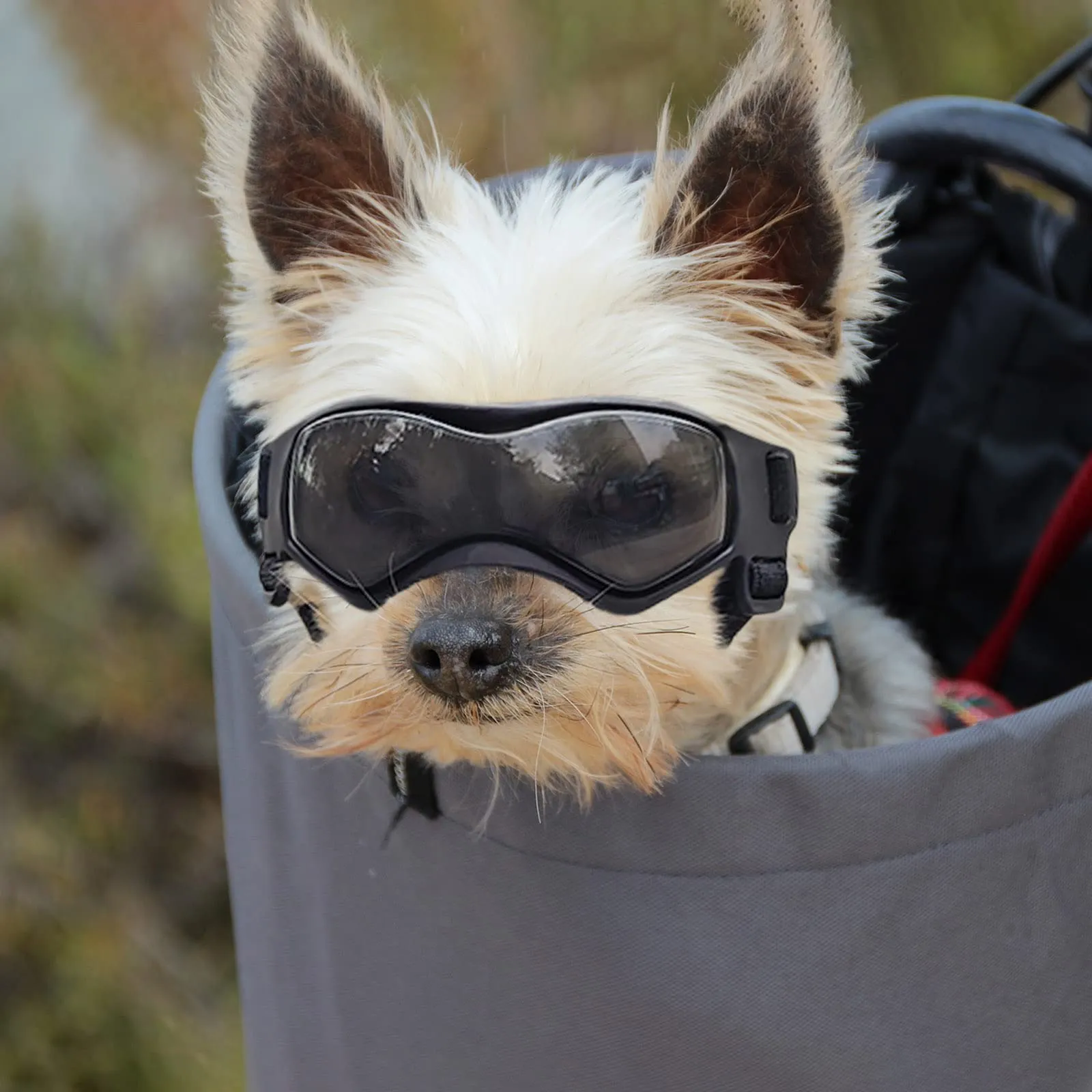 Enjoying Occhiali per Cani Taglia Piccola, Occhiali da Sole per Cucciolo Moto, Gatti Adulti Occhiali Cane, Protezione UV, Regolabile, Cool Nero - immagine 7