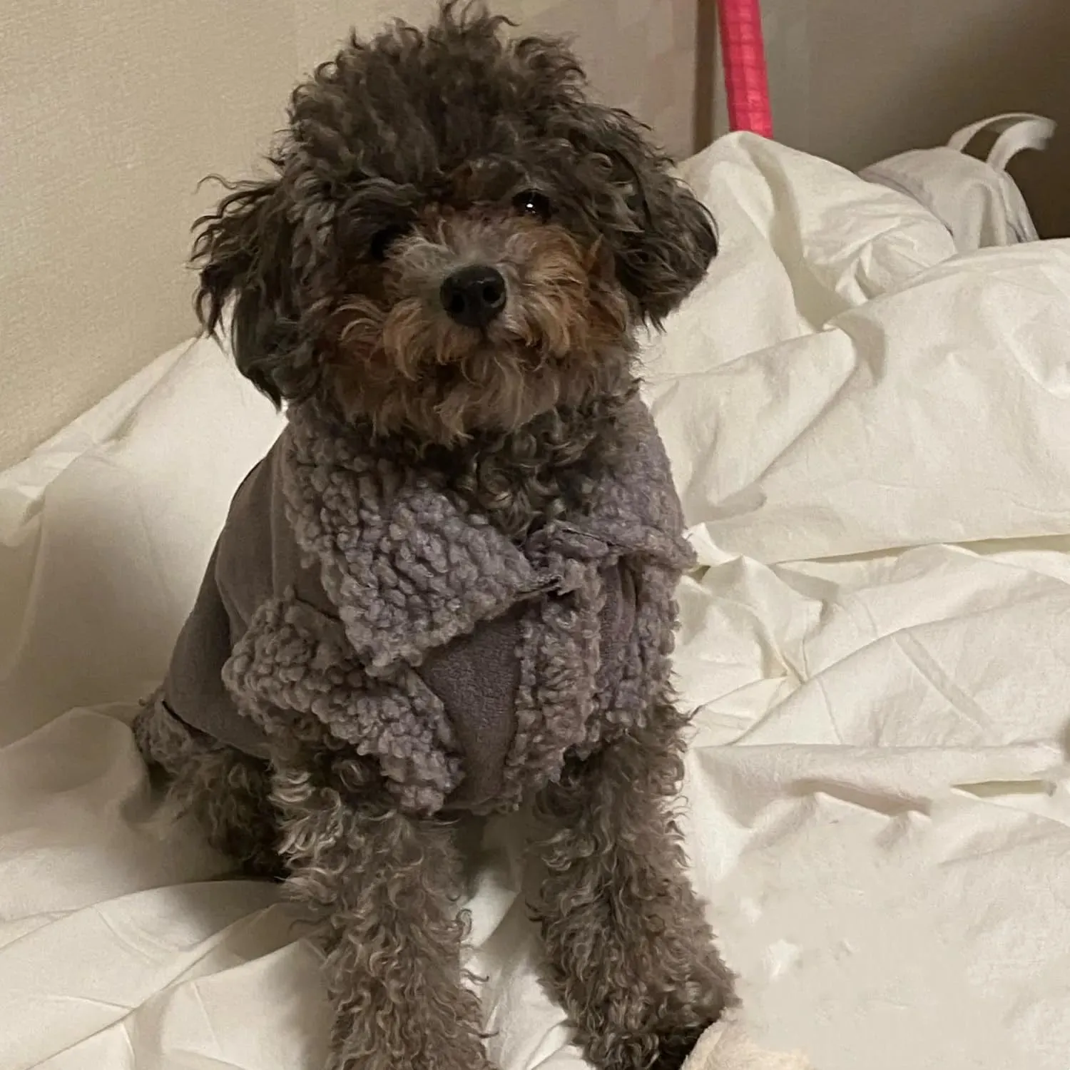 Cappotto Invernale per Cani,Giacca per Cani,Abbigliamento per cani con D Anello,Vestiti Dell'animale Domestico,Giacca per Cani in Morbido pile per Cani di Taglia Piccoli Media e Grande(Grigio,M) - immagine 9