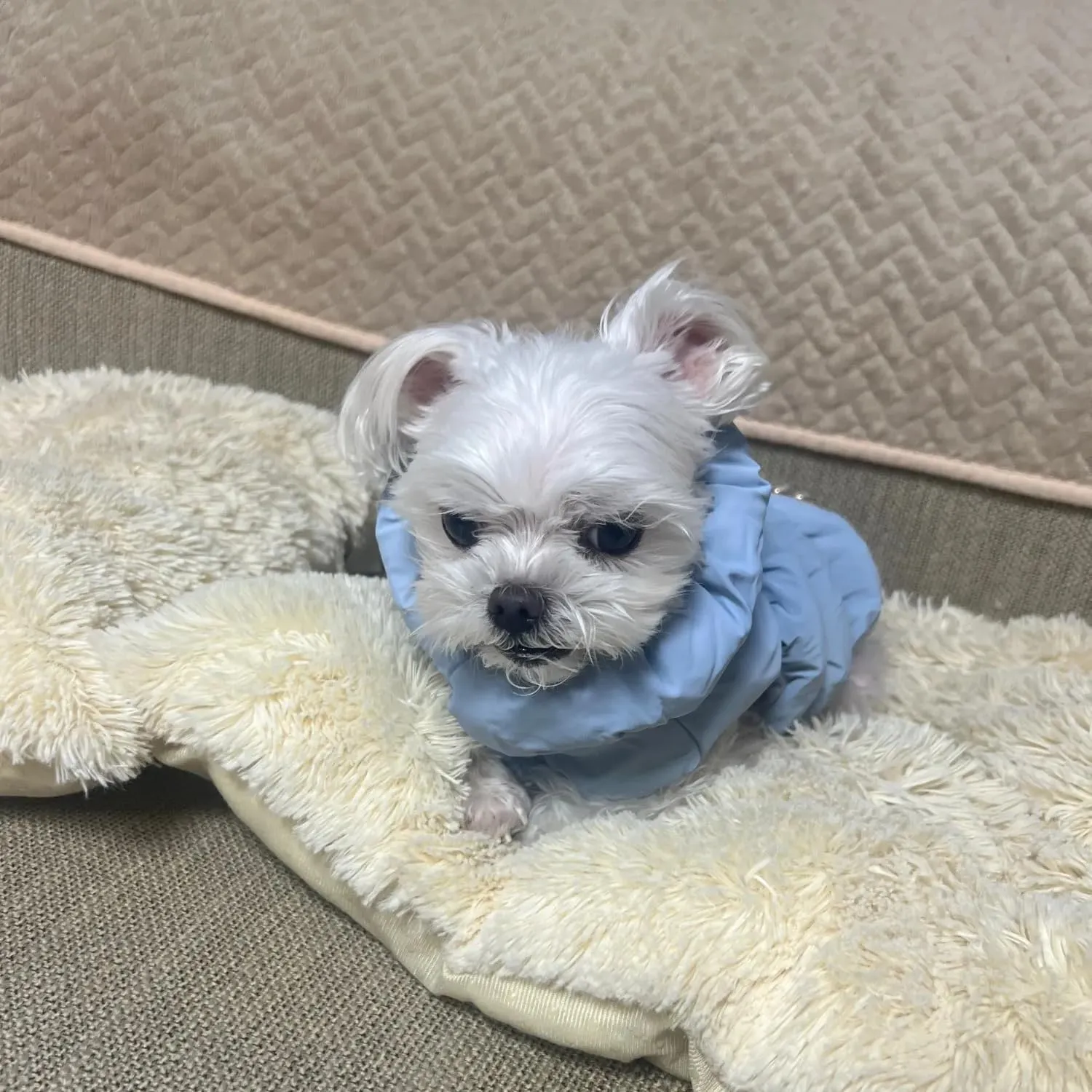 Cappotto Invernale per Cani, Giacca Impermeabile Antivento Caldo per Cane,Cappotto Cane in Pile,Abbigliamento per Cani con anello a D,Vestiti per Cani di Taglia Piccola,Media e Grande(Azzurro,L) - immagine 8