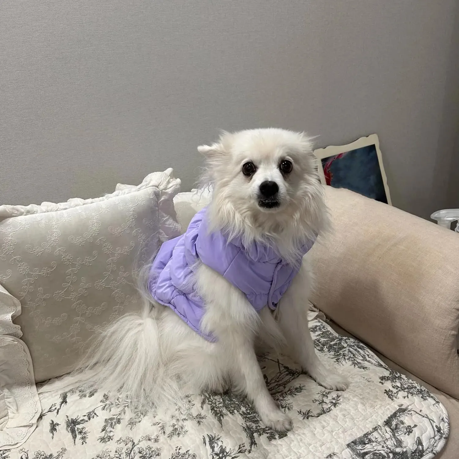 Cappotto Invernale per Cani, Giacca Impermeabile Antivento Caldo per Cane,Cappotto Cane in Pile,Abbigliamento per Cani con anello a D,Vestiti per Cani di Taglia Piccola,Media e Grande viola chiaro,XL - immagine 9