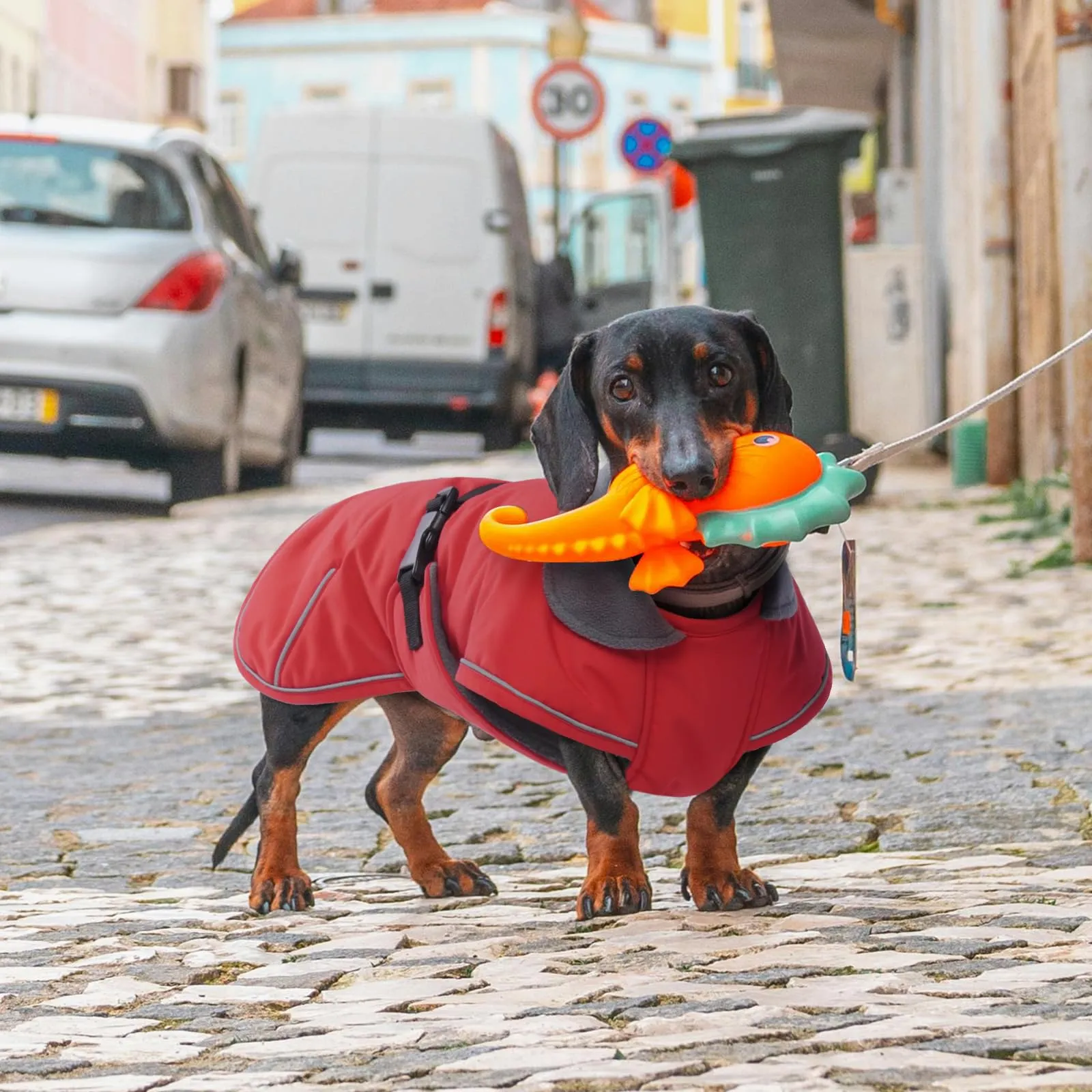 Hjyokuso Cappotto per Cani e Bassotti, Cappottino Invernale con Fodera in Morbido Pile, Vestiti per Cani con Striscia Riflettente e Foro per Guinzaglio, Giubbotto per Cani Bassotti - M - immagine 6