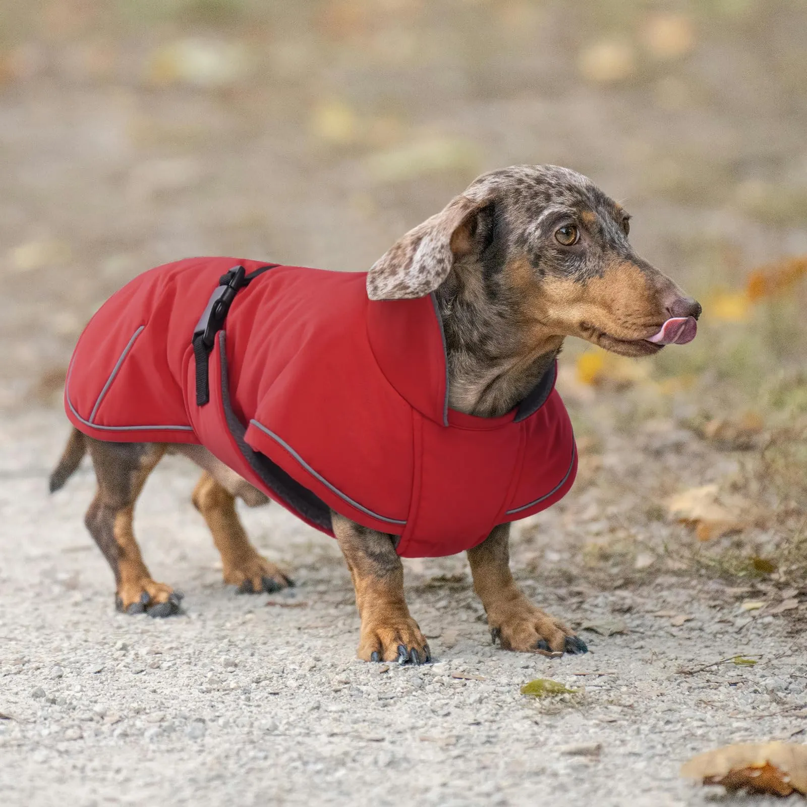 Hjyokuso Cappotto invernale per cani bassotto impermeabile con fodera morbida e calda, design a pullover, per cani salsiccia in miniatura in condizioni di freddo, passeggiate, neve, avventure all'aria - immagine 7