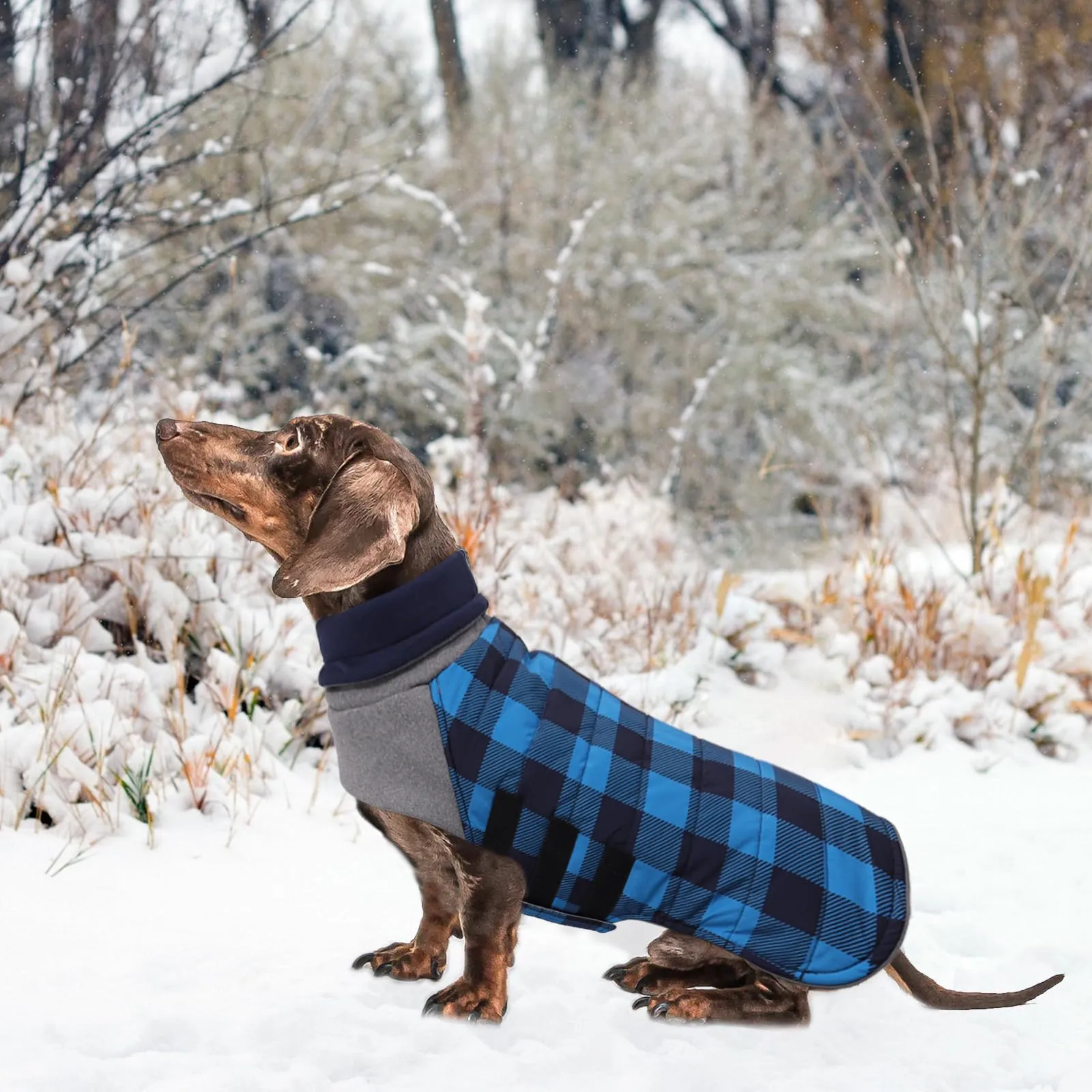 Geyecete Impermeabile Cappotto Bassotto cane,Giacca invernale per bassotto,Regolabile Caldo pullover per Cani,Collo Alto Cappotto da cucciolo,Stile Quadri Inglese-Blu Quadri-S - immagine 7