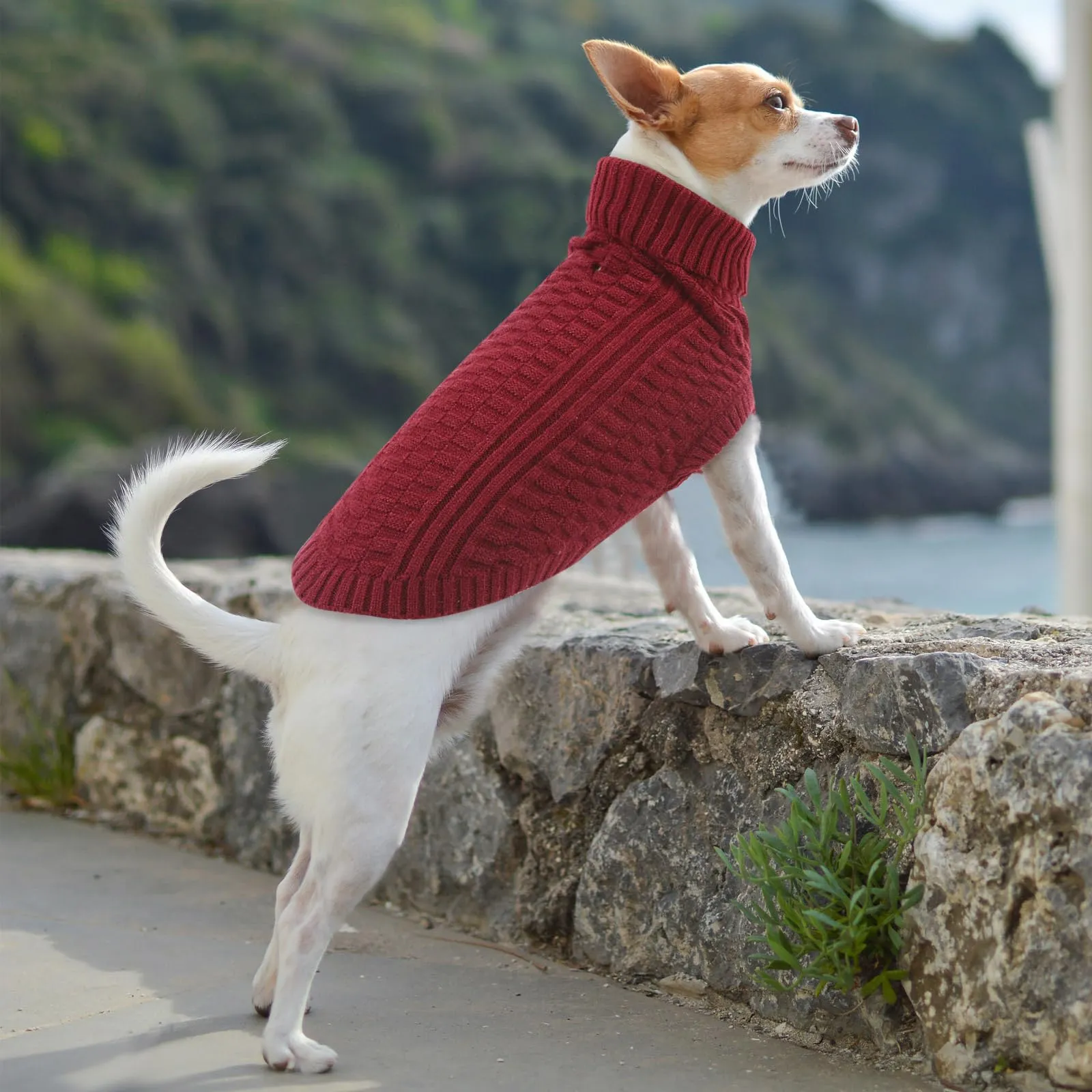 CITÉTOILE Maglione in Lana per Cani e Gatti Per Il Freddo Rosso S - immagine 5