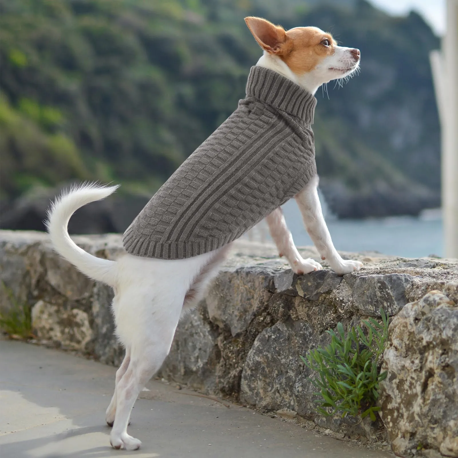 CITÉTOILE Maglione in Lana per Cani e Gatti Per Il Freddo Grigio XL - immagine 5