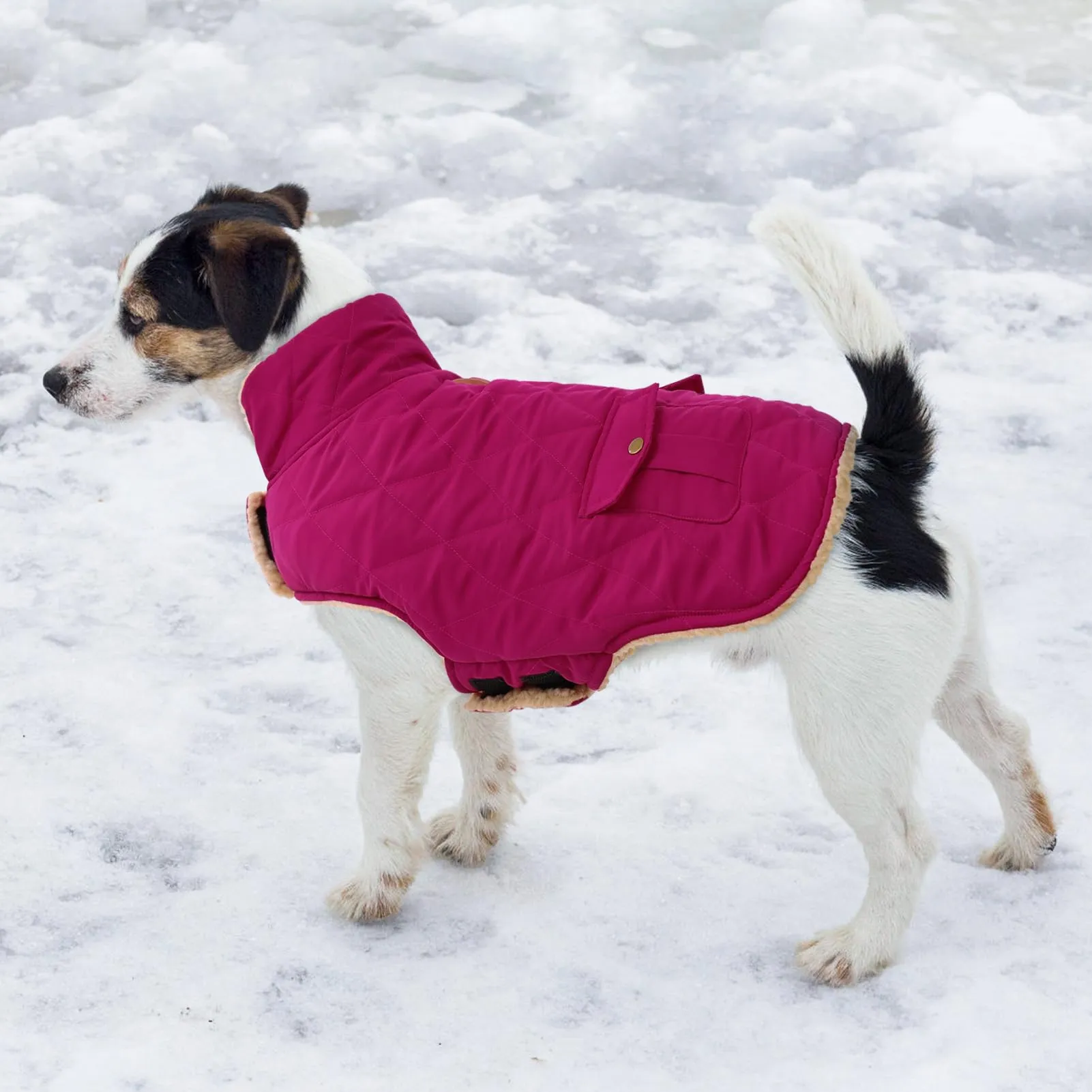 CITÉTOILE Gilet Termico Invernale per Cani in Lana Spessa Viola M - immagine 7