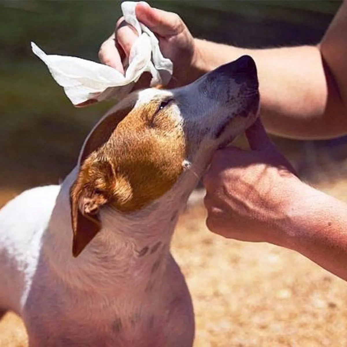 Croci - Salviette Umidificate Cane e Gatto, profumo Talco e Fiori, 30 pezzi - immagine 9