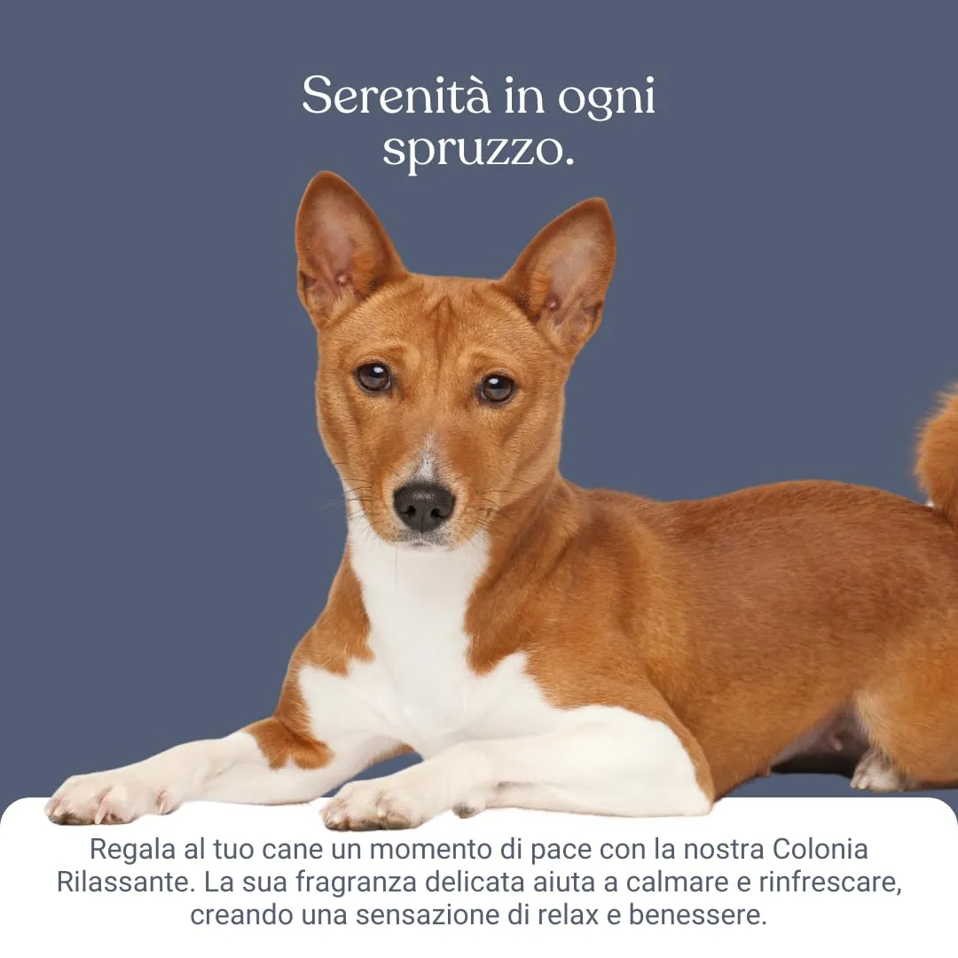 Bau Profumo per Cani Lunga Durata – Deodorante Cane Naturale con Camomilla e Bacche Rosa – Profumo per Cani Lenitivo e Rinfrescante – Spray Senza Alcol – Rilassante - immagine 5