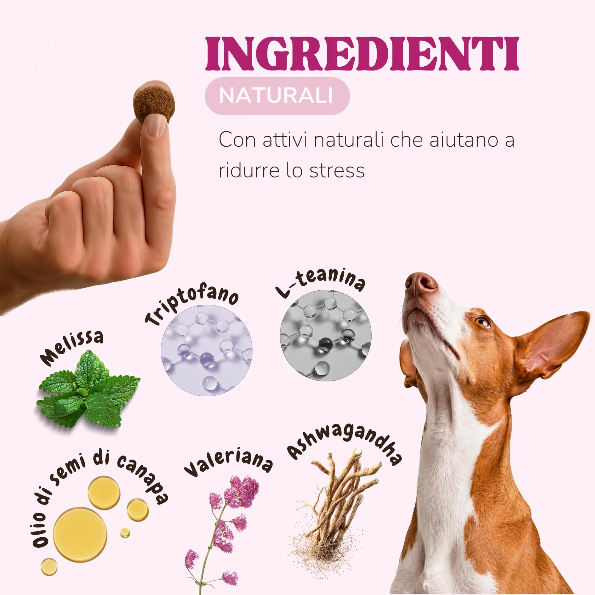 Lamina Care - Calmante per Cani in Snack - 90 Masticativi (270 g) con L-Teanina, Valeriana, Ashwagandha e Magnesio - Ansia, Stress, Botti e Temporali - 420 mg di Attivi per Snack - immagine 3