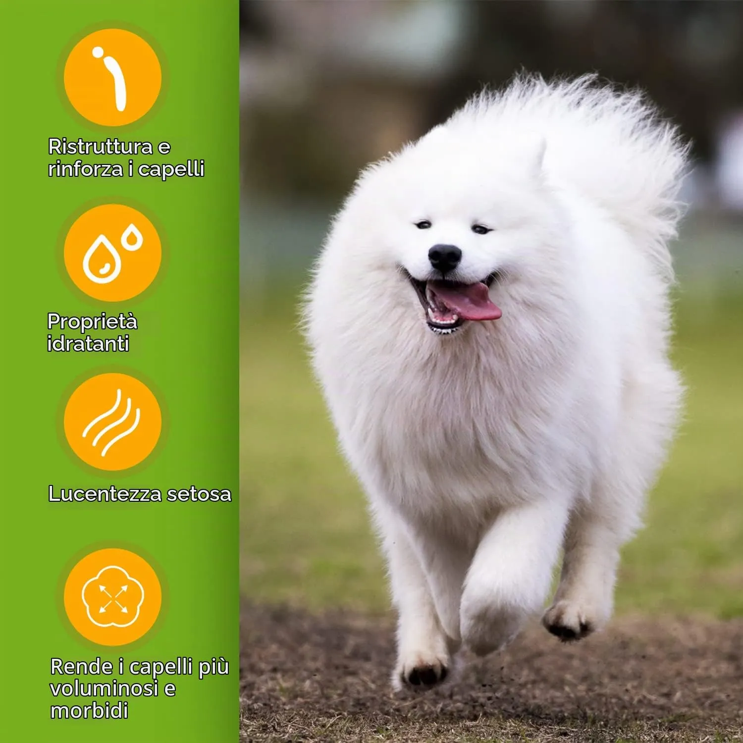 Nobleza Shampoo cani bianchi, shampoo per cani pelo bianco - eliminare macchie in modo sicuro, No Candeggina o Perossido, shampoo per maltese, Bichon e Schnauzer Fragranza Arancio 250ml - immagine 4