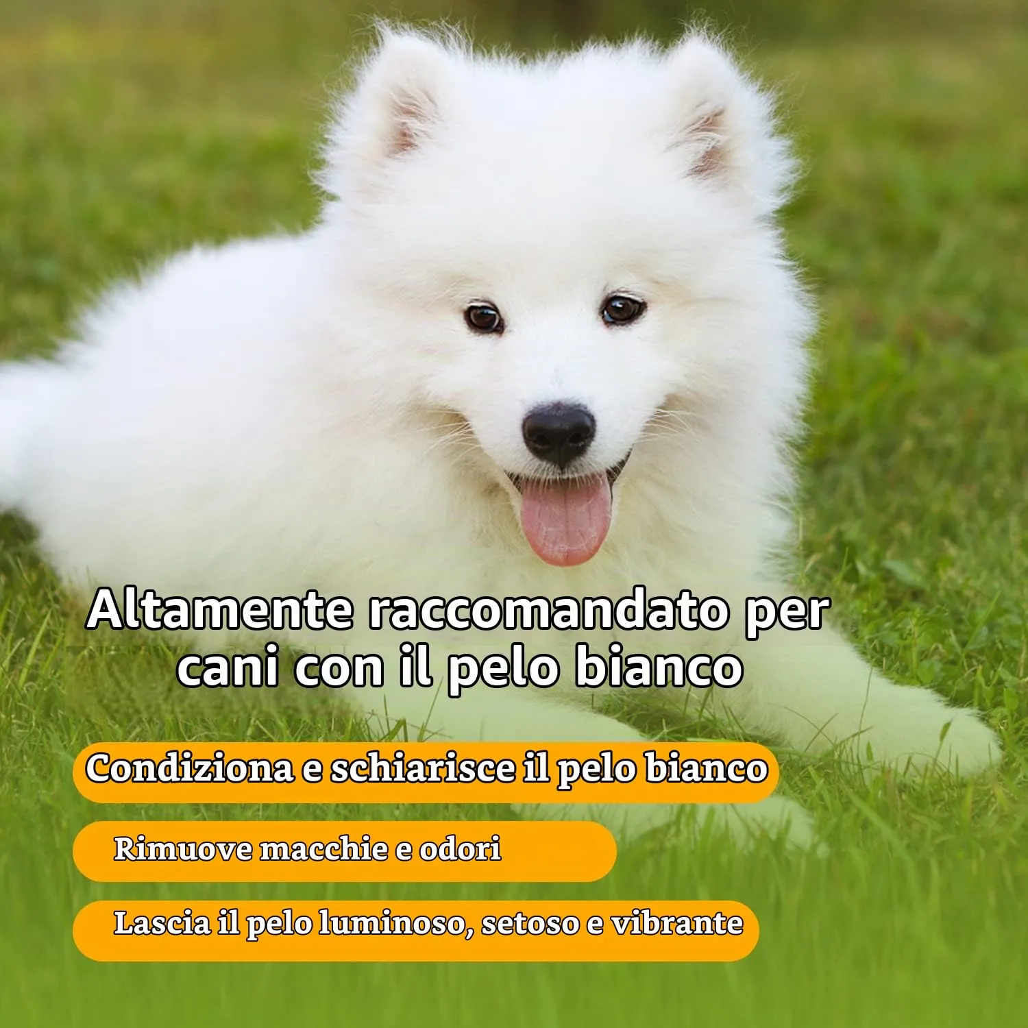 Nobleza Shampoo cani bianchi, shampoo per cani pelo bianco - eliminare macchie in modo sicuro, No Candeggina o Perossido, shampoo per maltese, Bichon e Schnauzer Fragranza Arancio 250ml - immagine 5