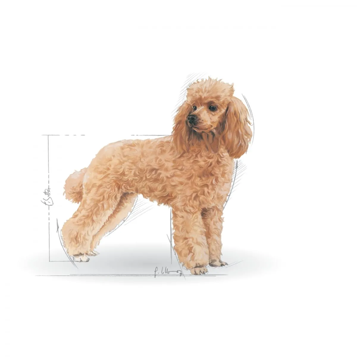 Royal Canin Poodle Adult | 12 x 85 g | Alimento umido per barboncini adulti e anziani | A partire da 10 mesi di età | Per il mantenimento del pelo | Con una consistenza gustosa - immagine 2