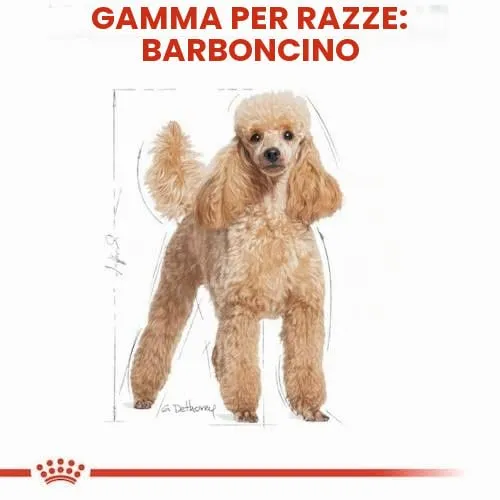 Royal Canin Poodle Adult | 12 x 85 g | Alimento umido per barboncini adulti e anziani | A partire da 10 mesi di età | Per il mantenimento del pelo | Con una consistenza gustosa - immagine 3